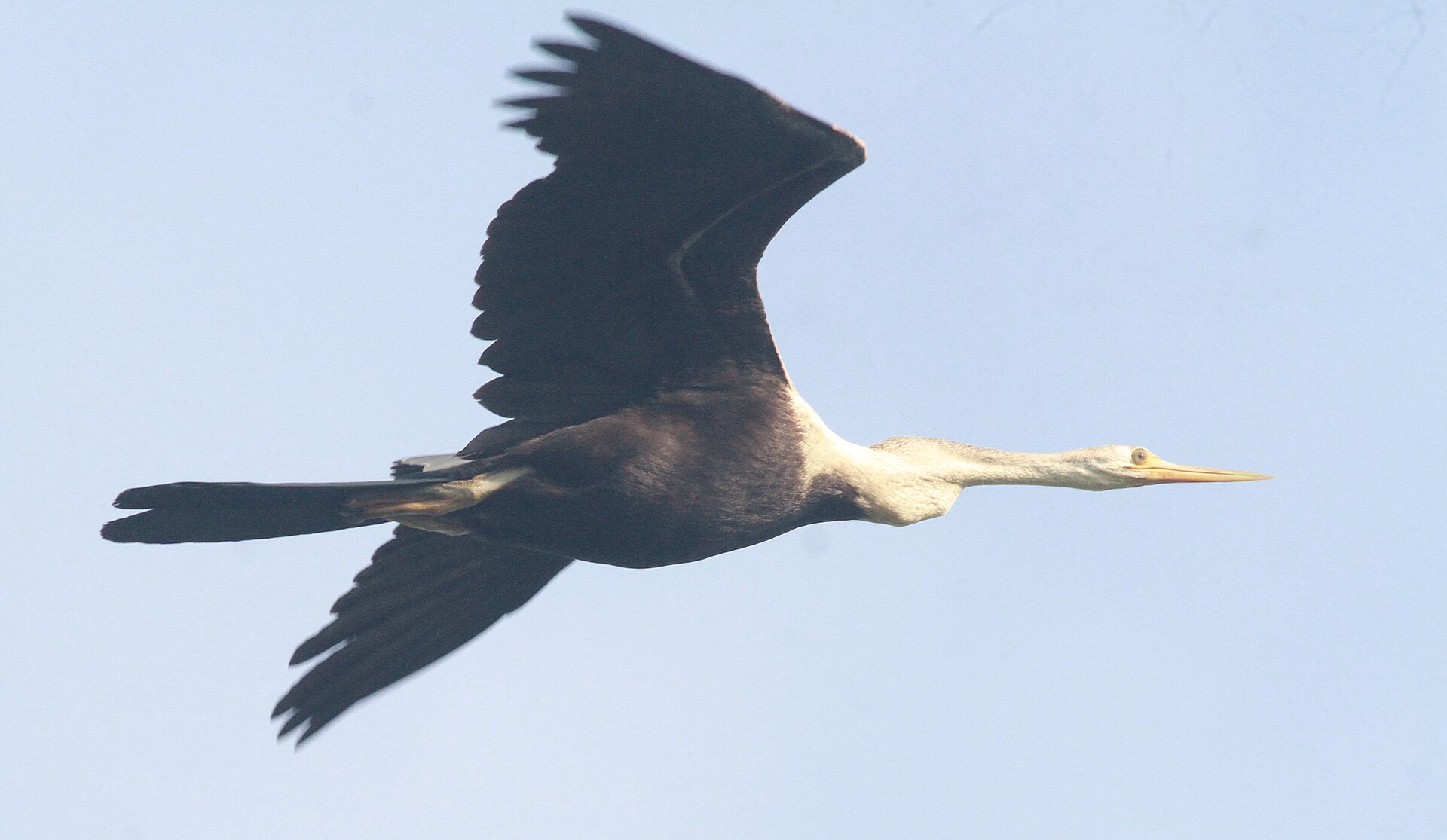 Oriental Darter, Anhinga melanogaster