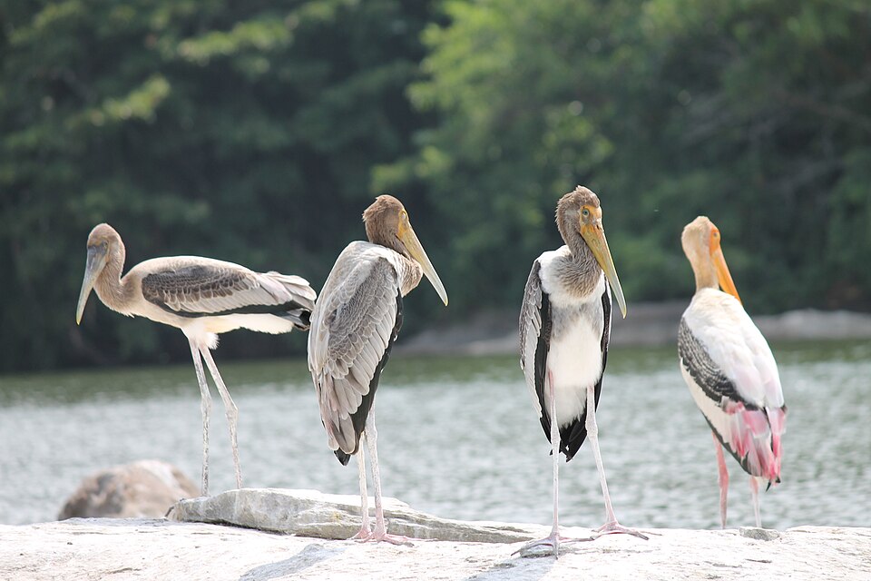 Group of Painted Storks, Mycteria leucocephala, in India