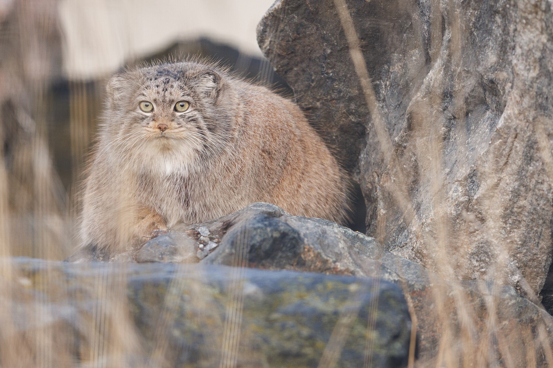 Pallas's Cat or Manul