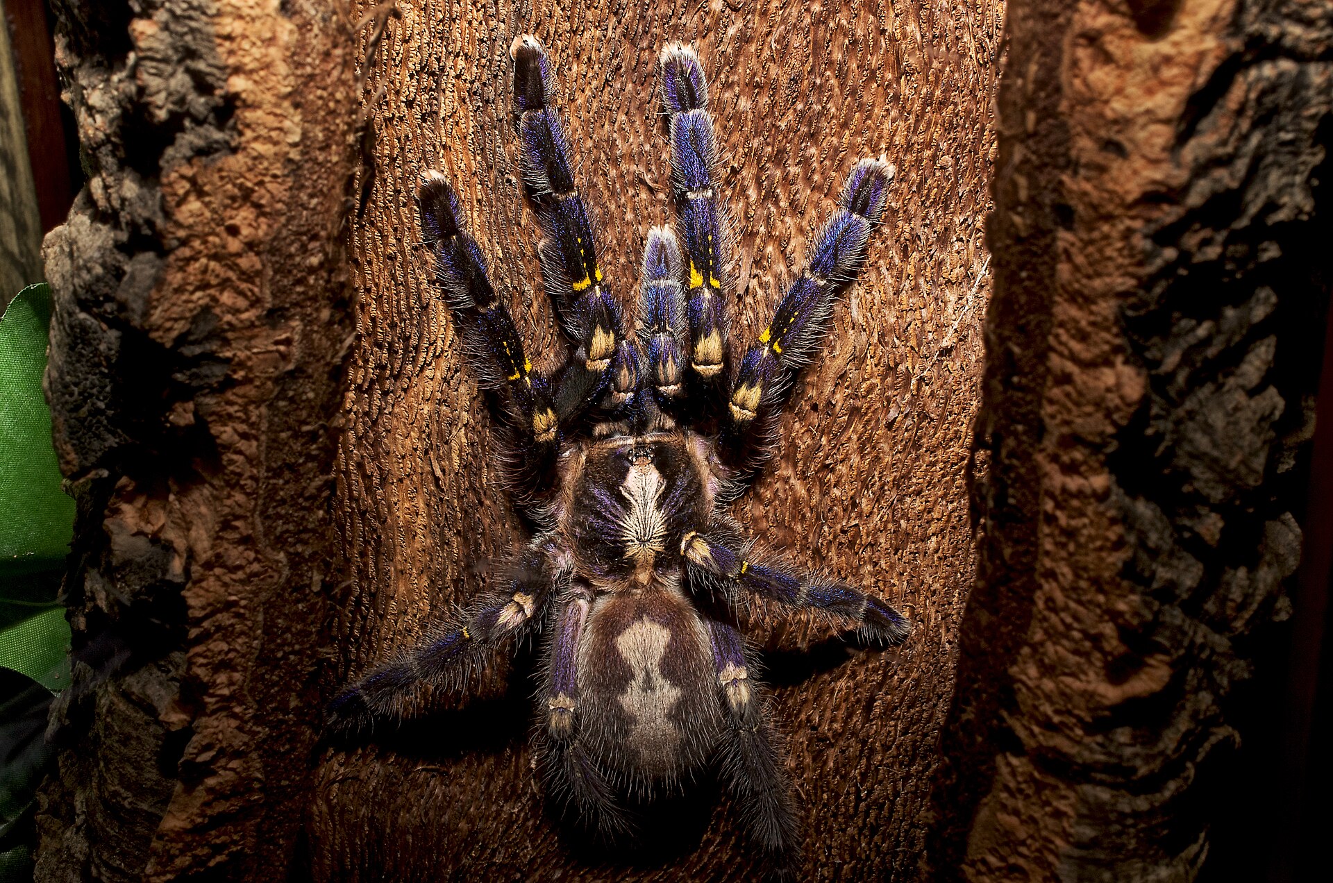 Peacock Tarantula, Poecilotheria metallica