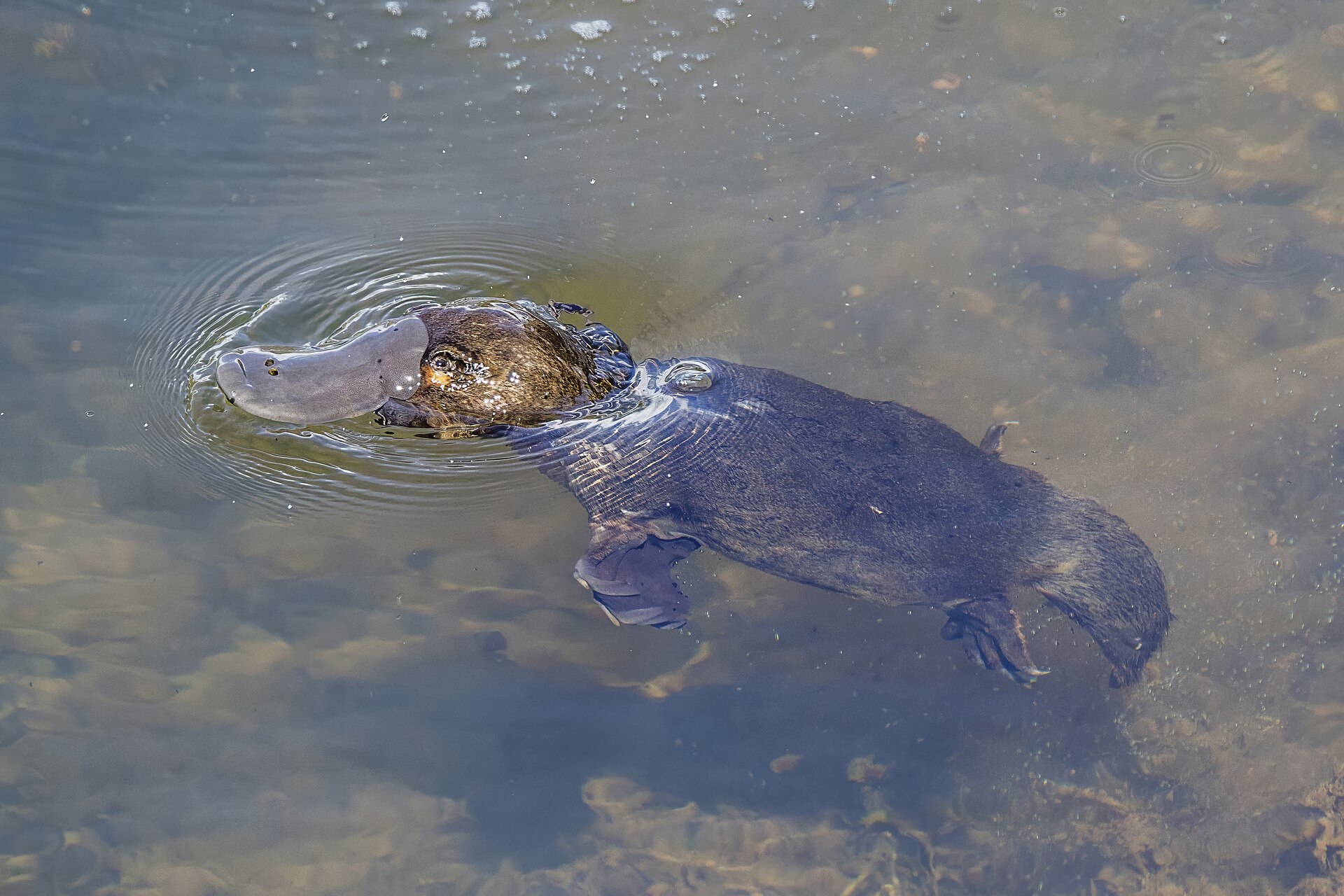 Platypus swimming in freshwater habitat
