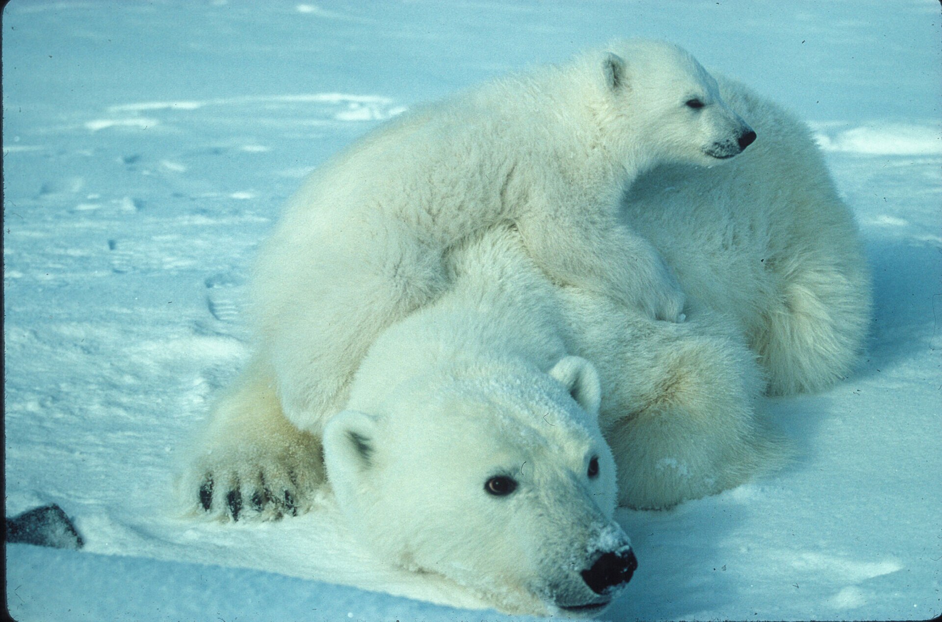 Polar Bear in Arctic sea-ice habitat