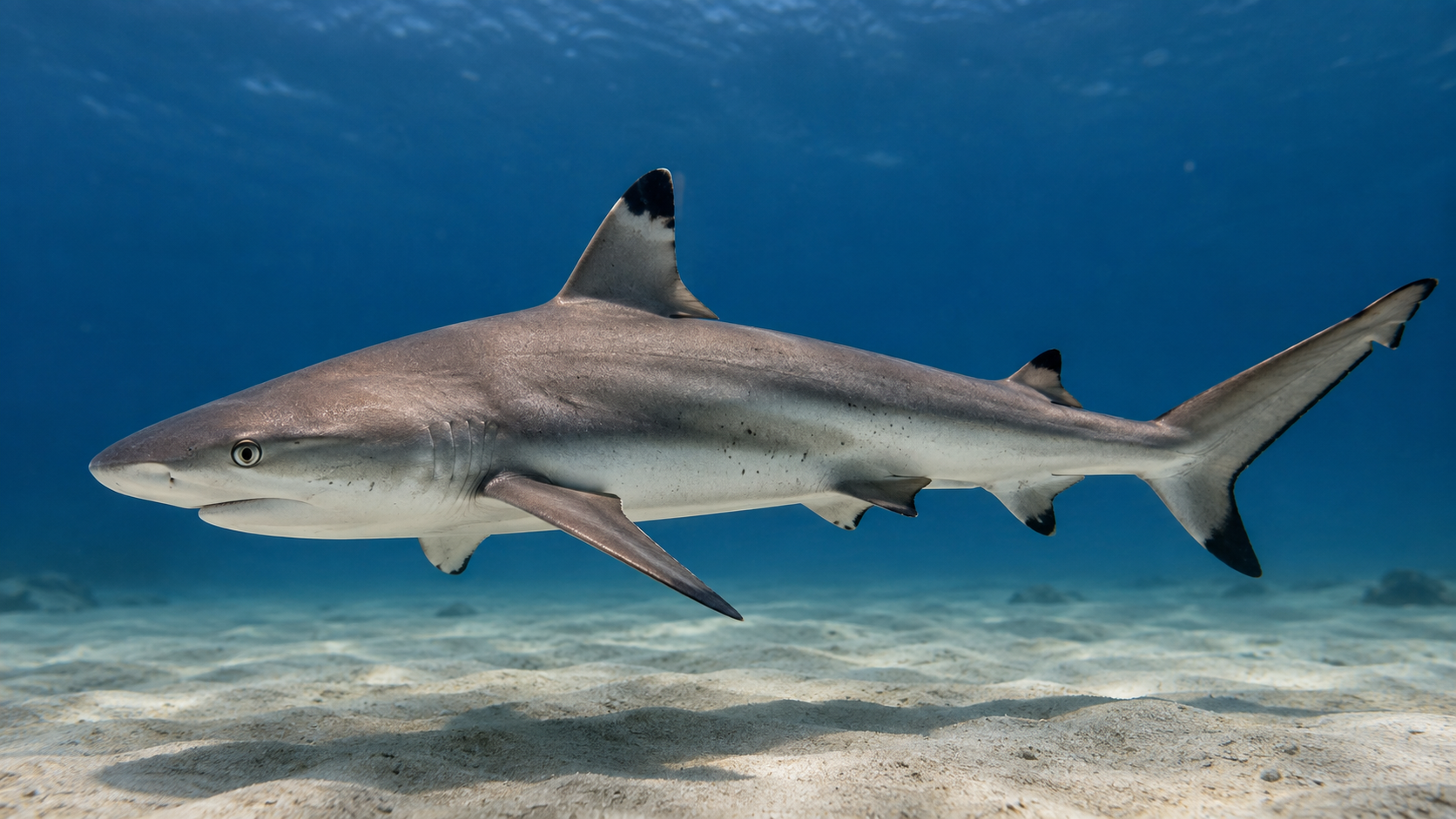 AI-generated reconstruction of Pondicherry Shark, Carcharhinus hemiodon