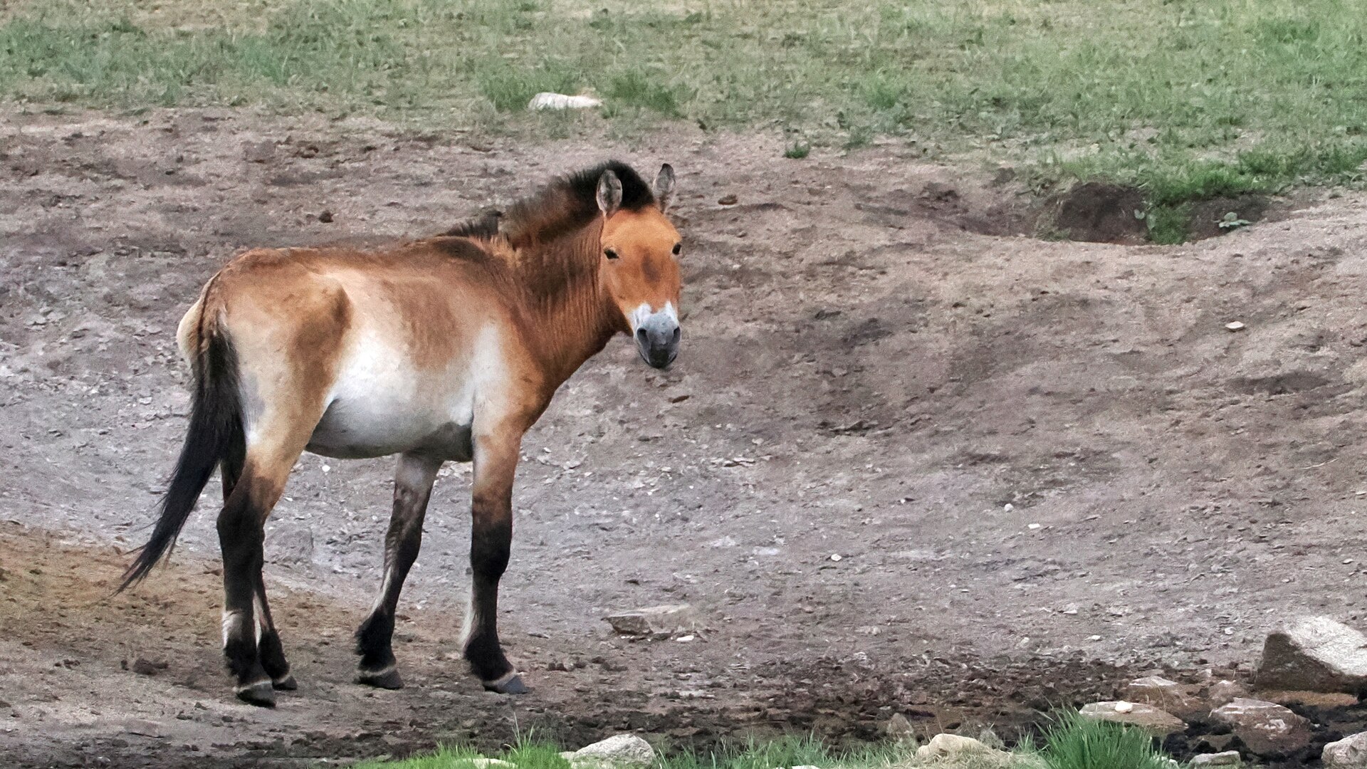 Przewalski's Horse in open Mongolian steppe habitat