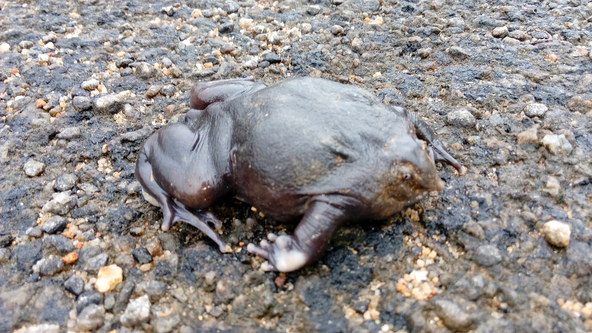 Purple Frog, Nasikabatrachus sahyadrensis