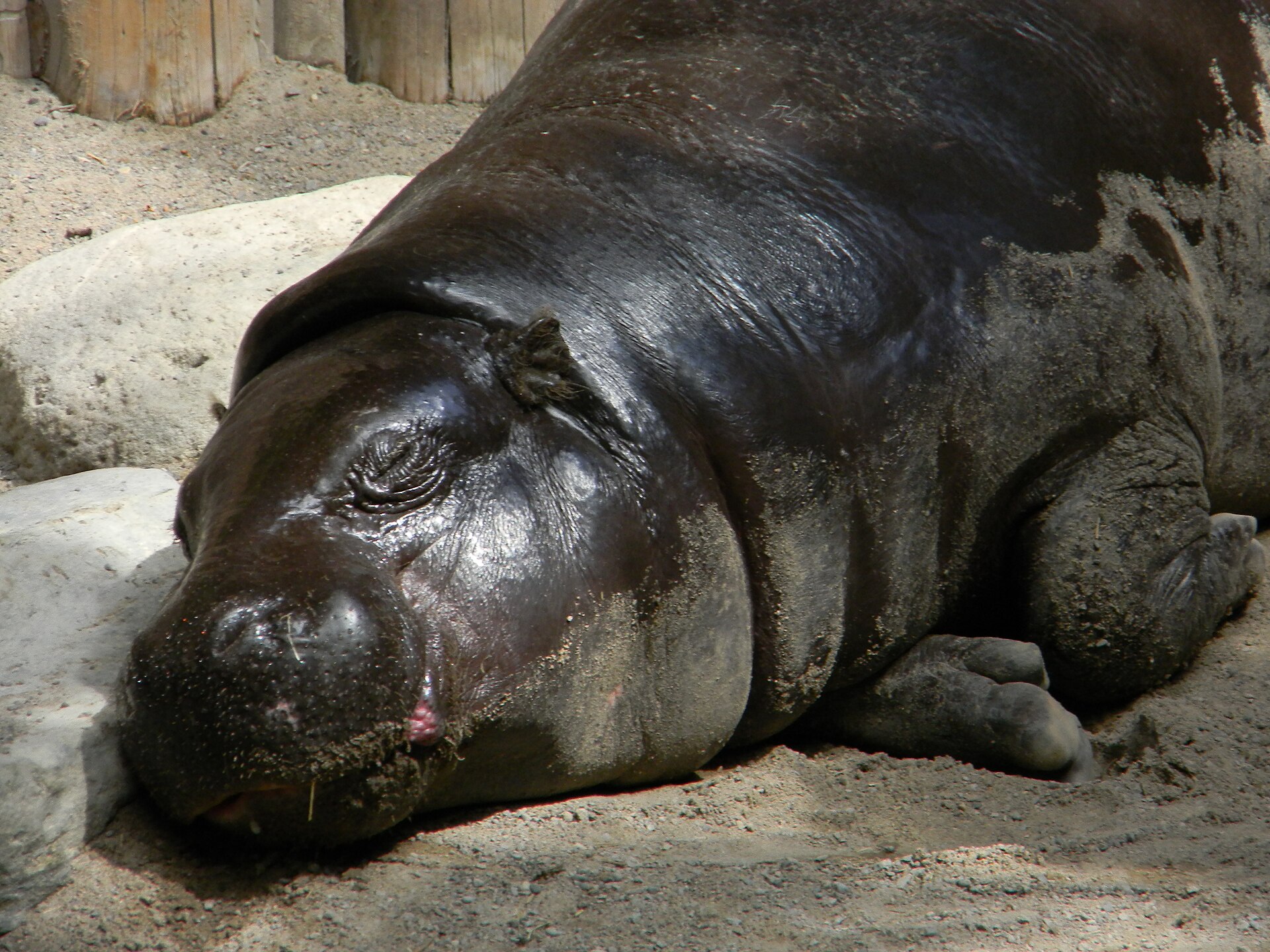 Pygmy Hippopotamus, Choeropsis liberiensis