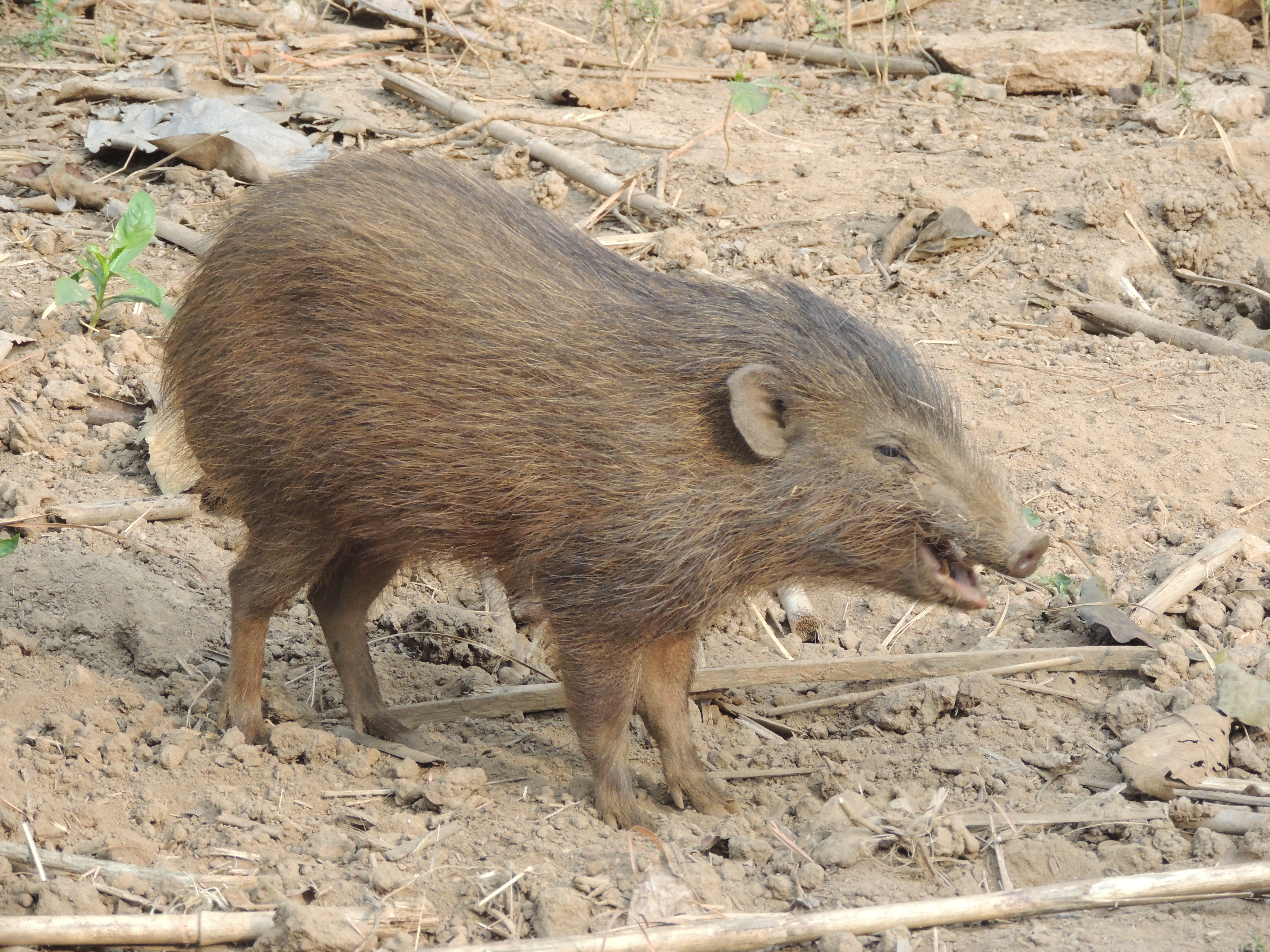 Pygmy Hog at a conservation breeding centre in Assam