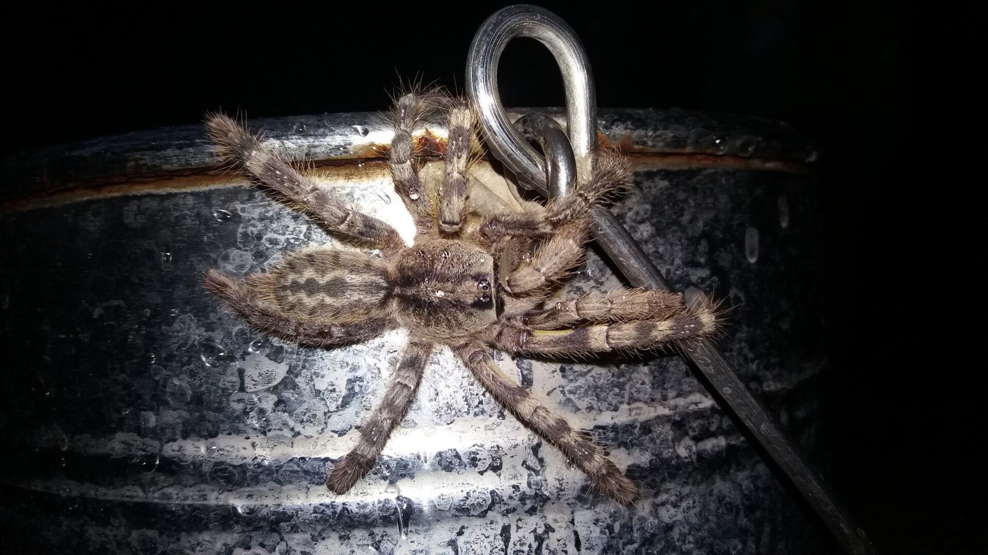 Rameshwaram Parachute Spider, Poecilotheria hanumavilasumica