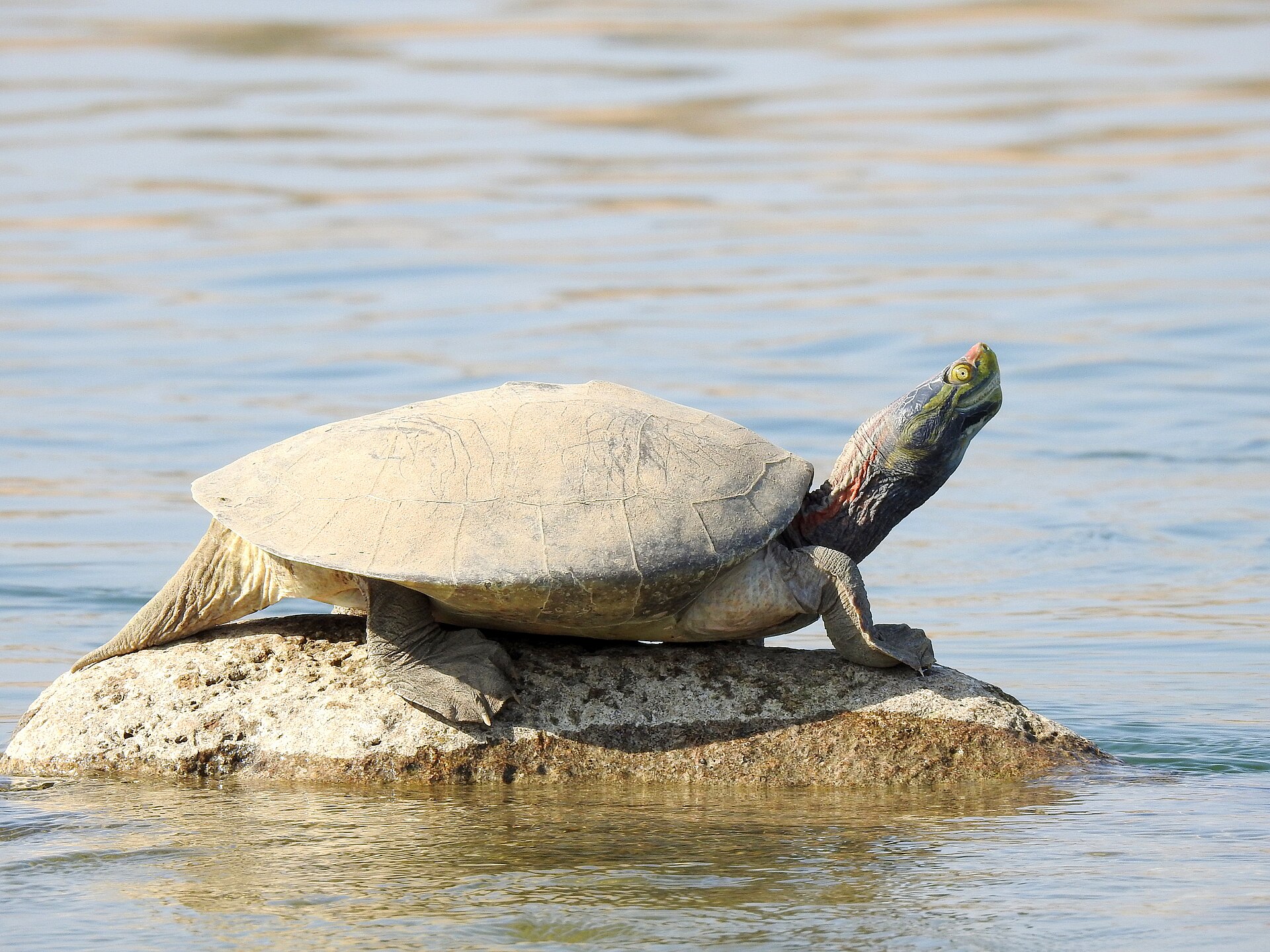 Adult male Red-crowned Roofed Turtle, Batagur kachuga, in National Chambal Sanctuary