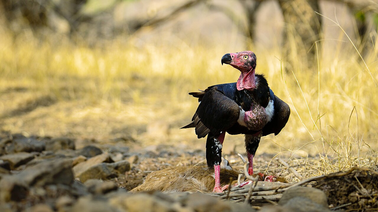Red-headed Vulture, Sarcogyps calvus