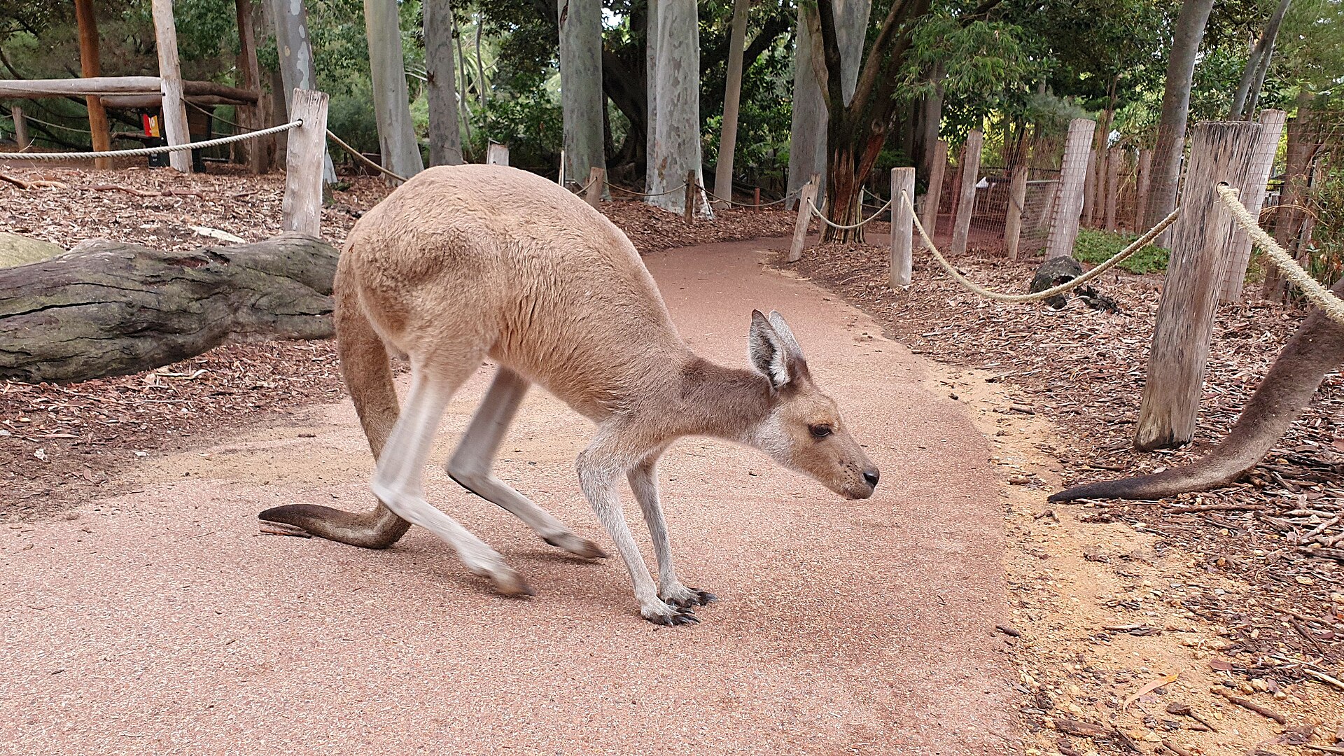Red Kangaroo standing in open Australian habitat