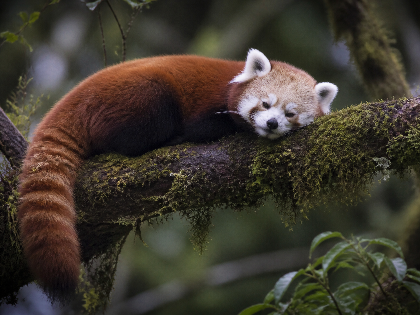 Red Panda resting in Eastern Himalayan temperate forest