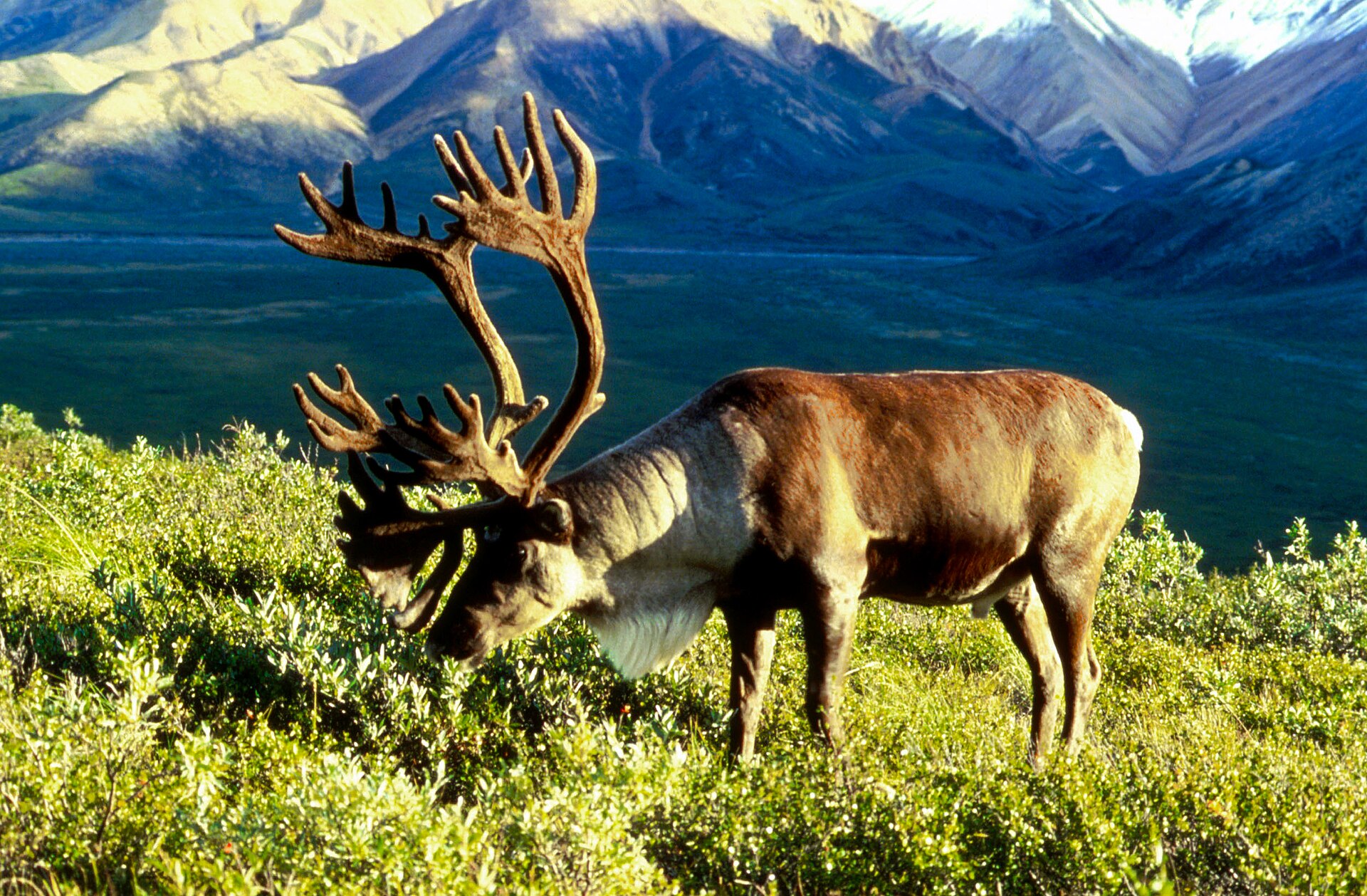Reindeer or Caribou, Rangifer tarandus