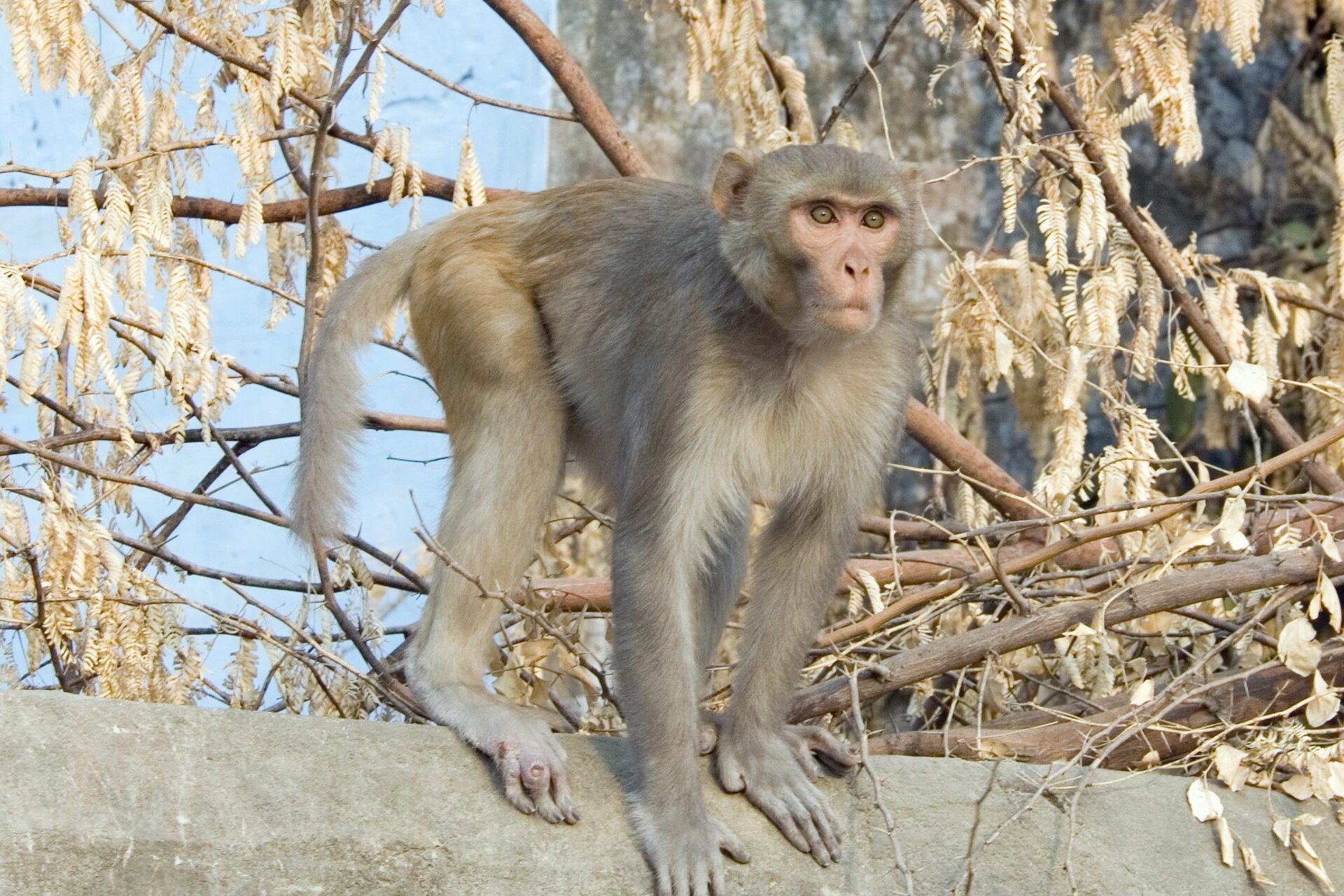 Rhesus Macaque showing its characteristic pink face and brown-grey coat