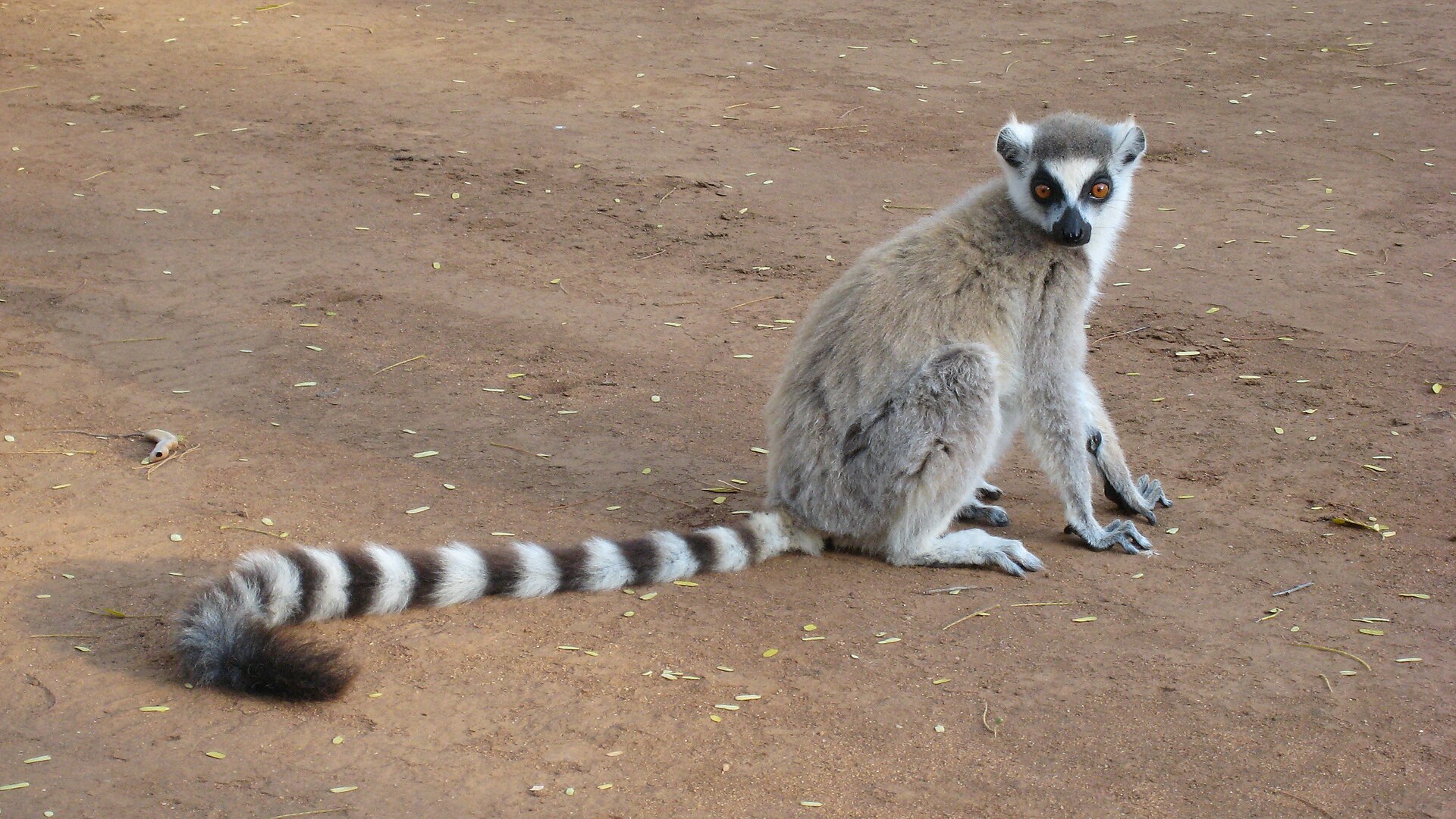 Ring-tailed Lemur showing its black-and-white banded tail