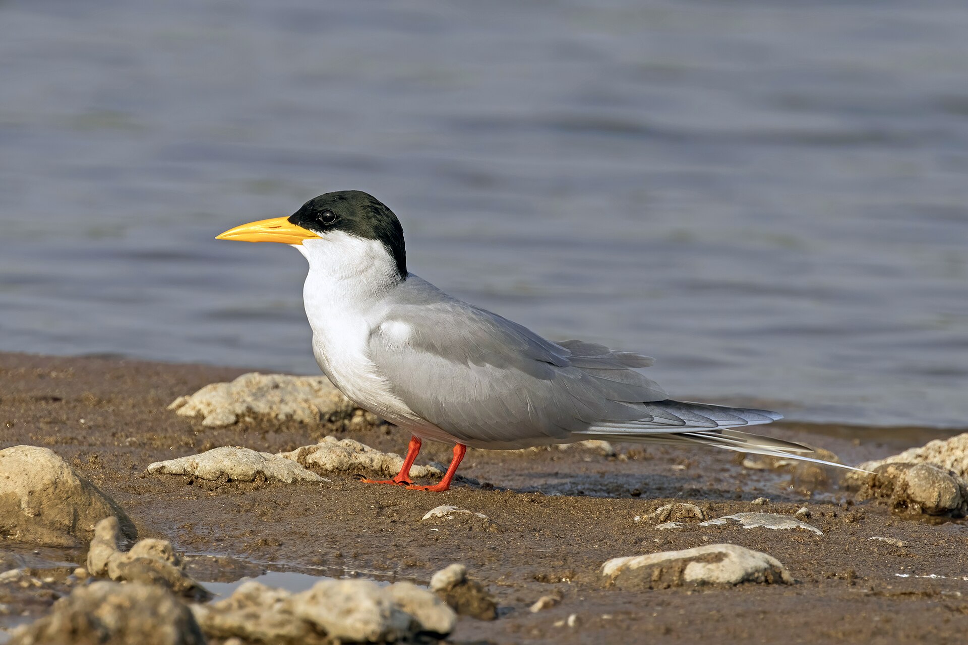 River Tern, Sterna aurantia