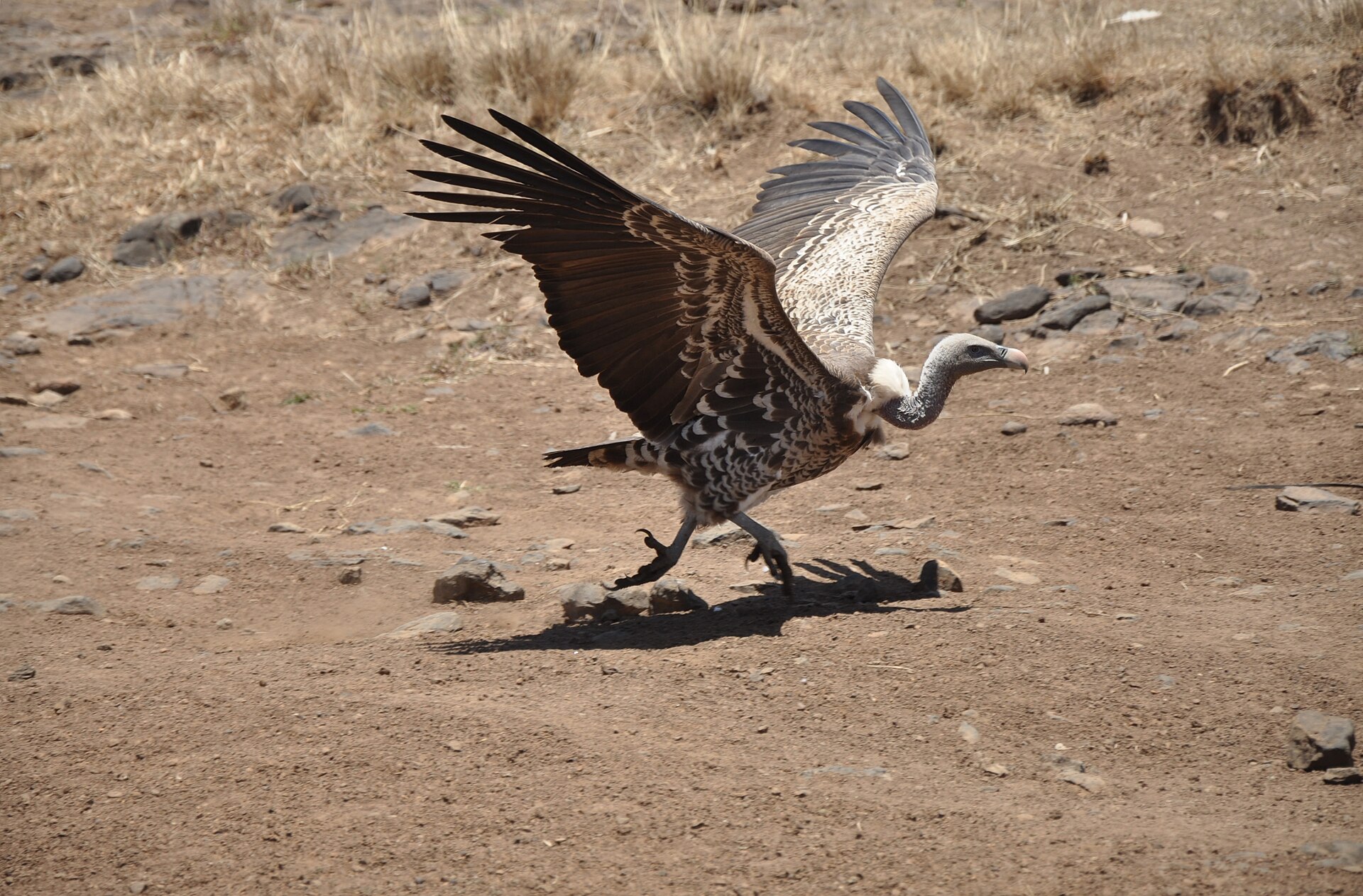 Rüppell's Griffon Vulture in Nairobi National Park, Kenya