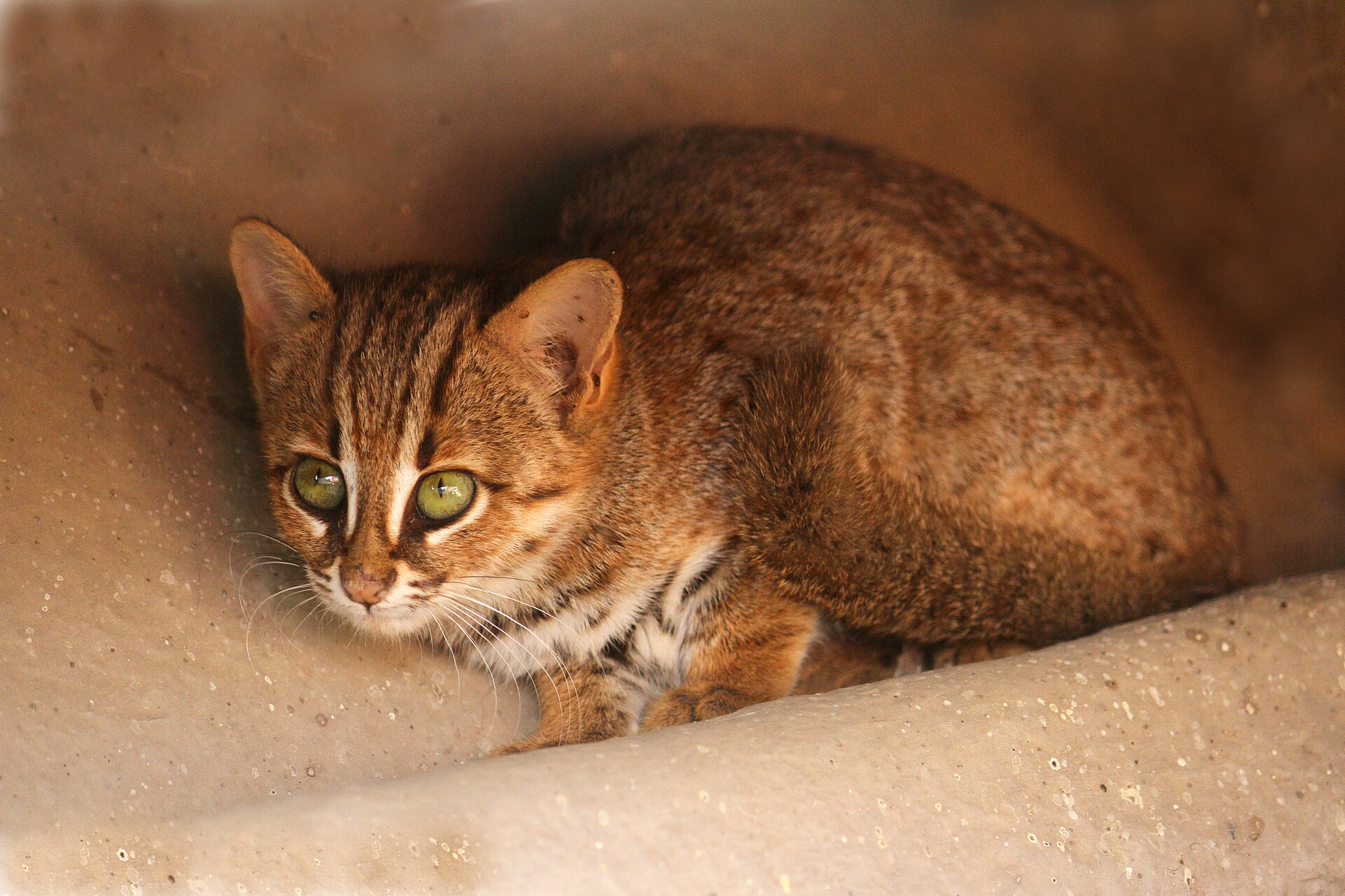 Rusty-spotted Cat, Prionailurus rubiginosus