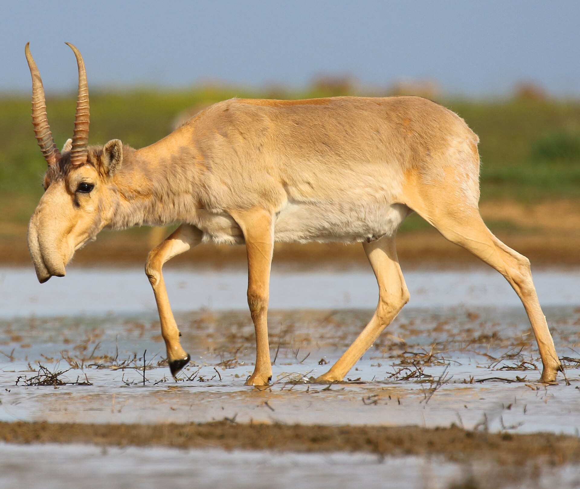 Saiga Antelope in open steppe habitat