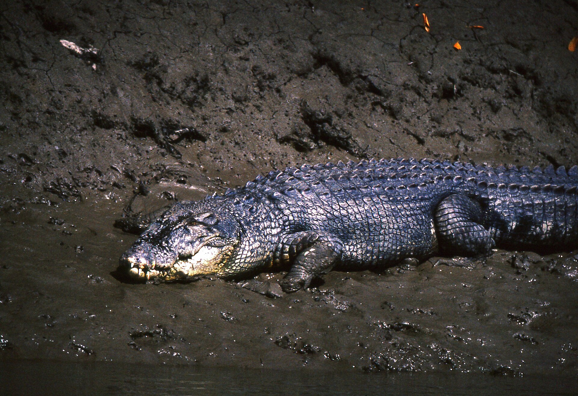 Saltwater Crocodile in the Sundarbans