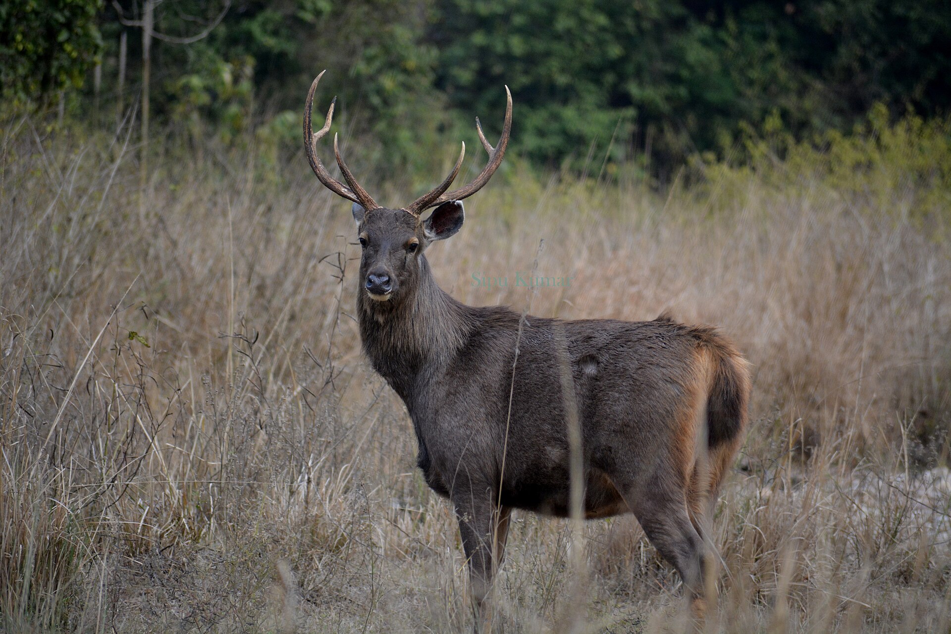 Sambar, Rusa unicolor