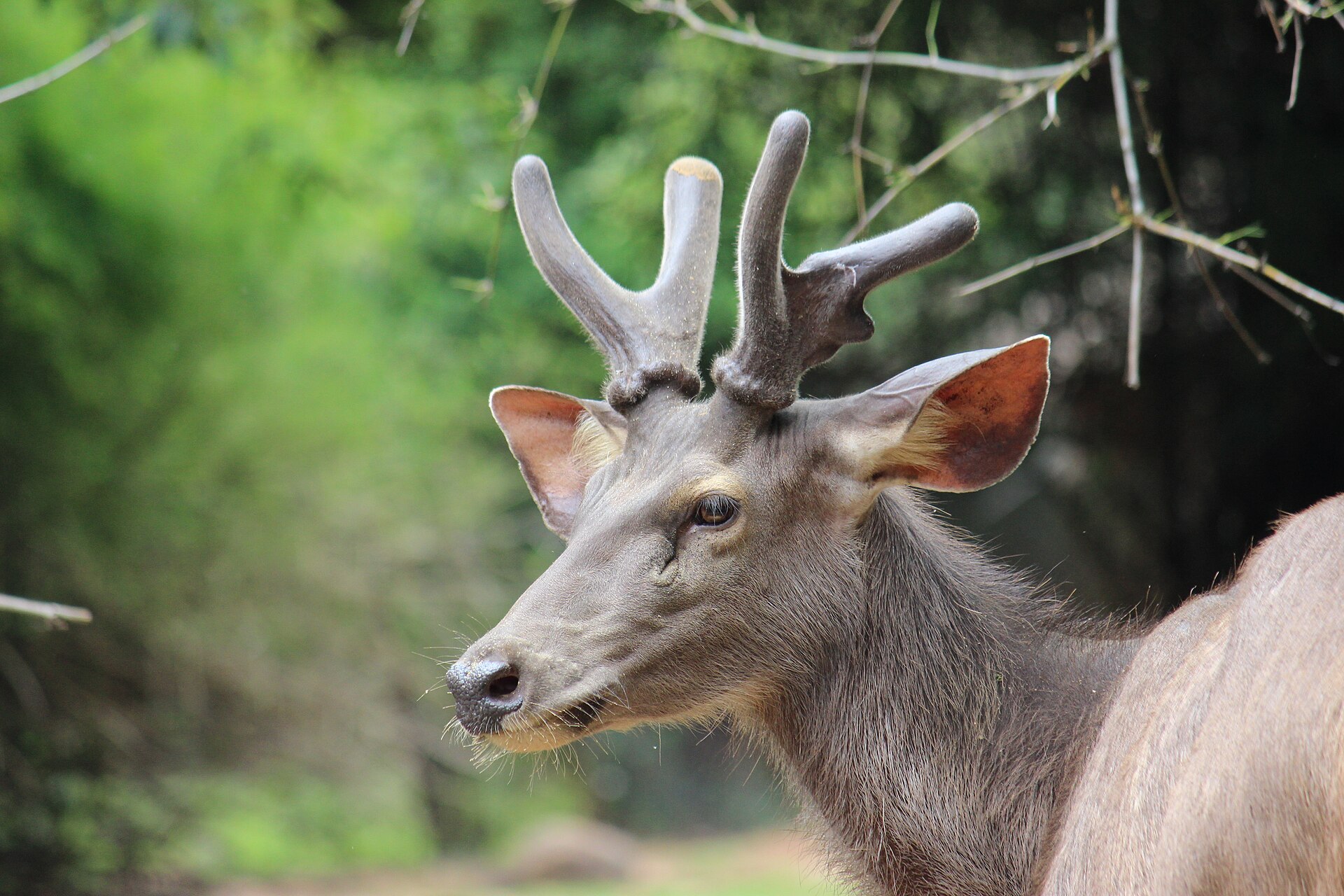 Sangai or Manipur Brow-antlered Deer