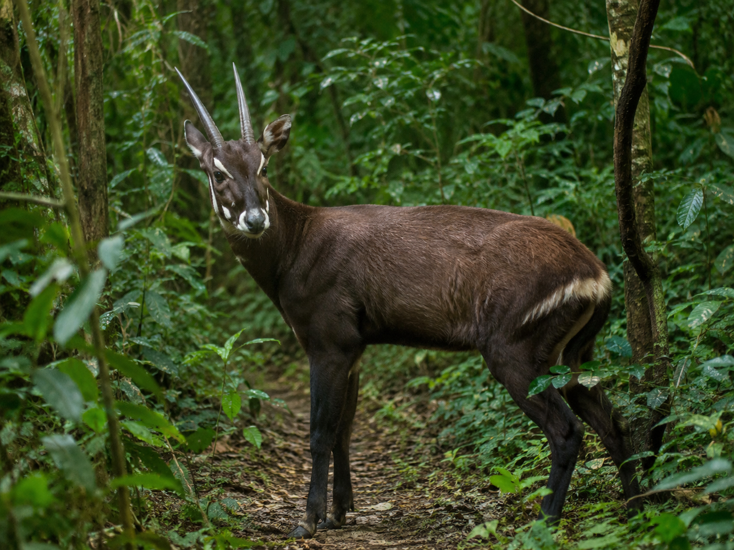 Saola, Pseudoryx nghetinhensis, in dense Annamite forest