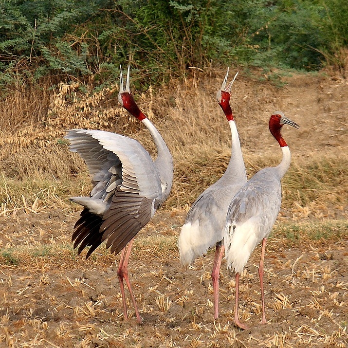 Sarus Crane standing in wetland habitat