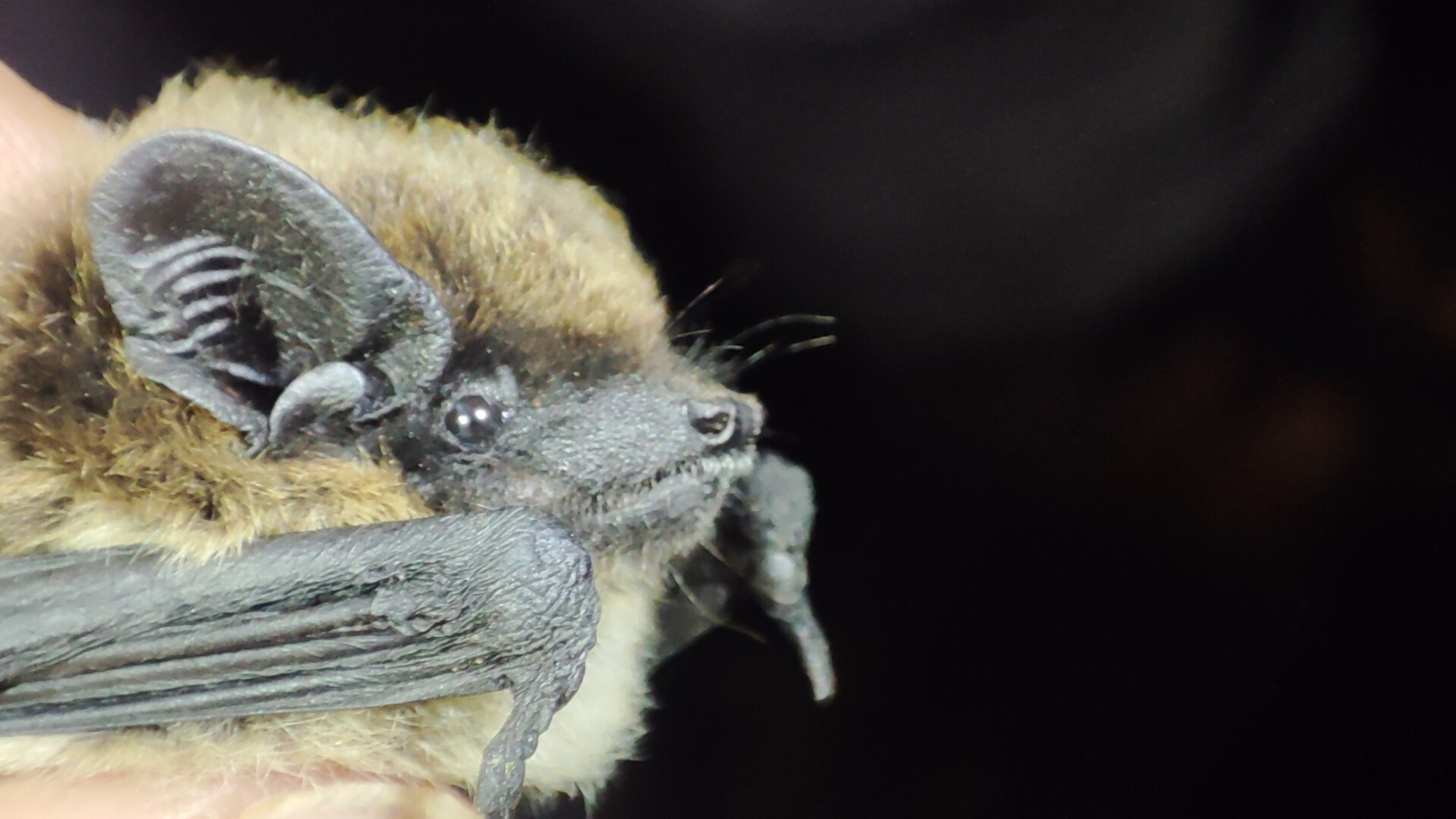 Savi's Pipistrelle, Hypsugo savii