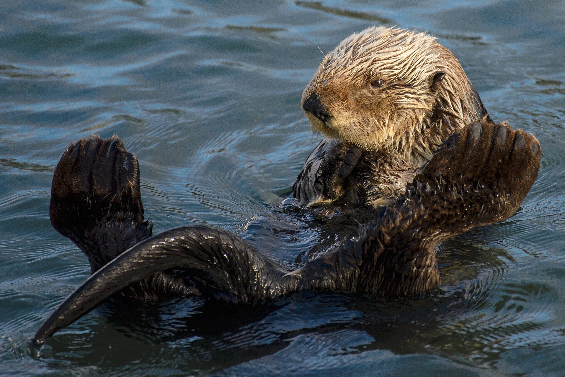 Sea Otter, Enhydra lutris