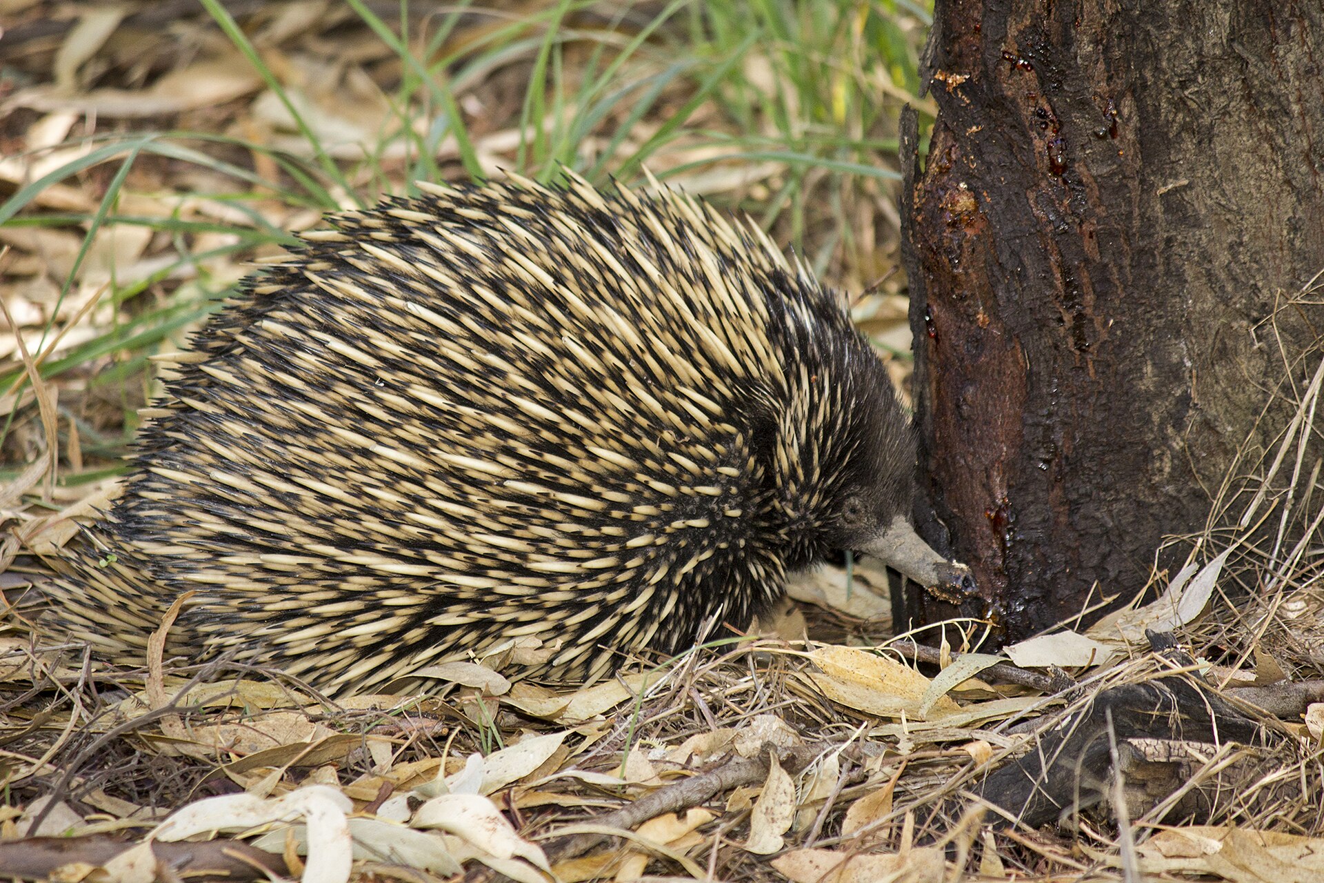 Short-beaked Echidna foraging in natural habitat