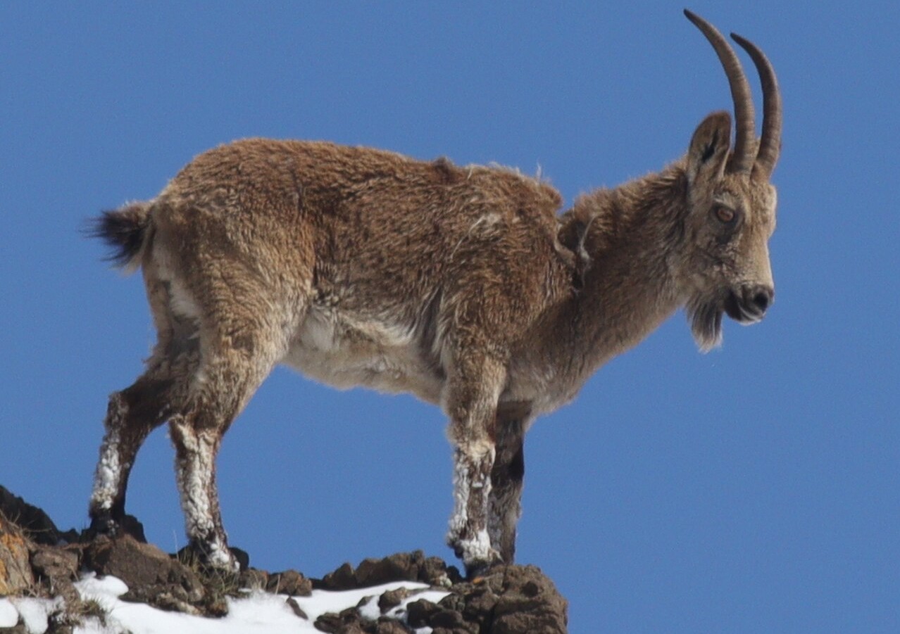 Siberian Ibex, Capra sibirica