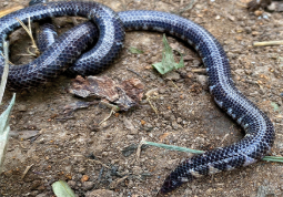 Siruvani Shieldtail, Rhinophis siruvaniensis