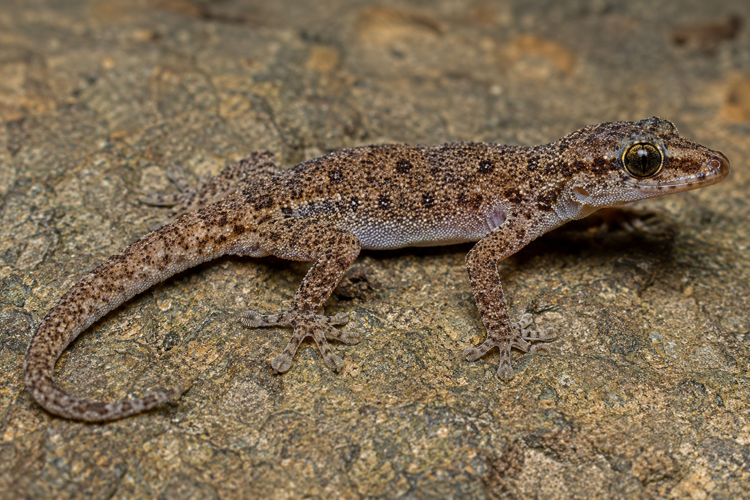 AI-generated reconstruction of a Sispara Day Gecko on a rock surface in high-elevation Western Ghats evergreen forest