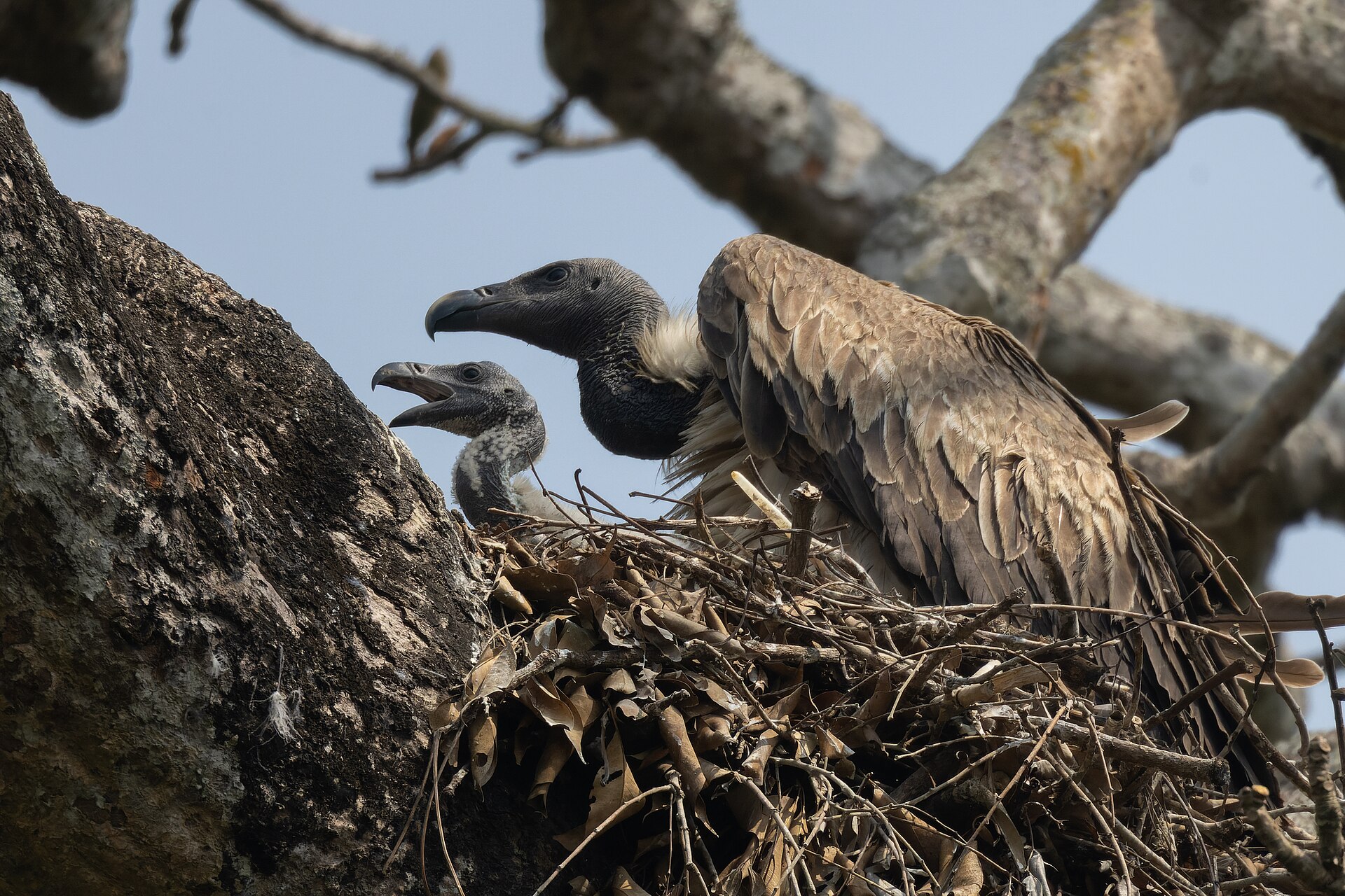 Slender-billed Vulture, Gyps tenuirostris