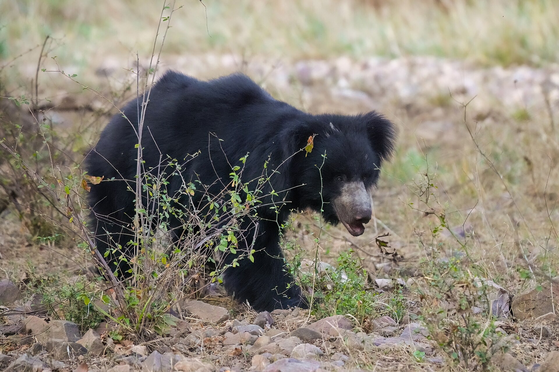Sloth Bear in an Indian forest landscape
