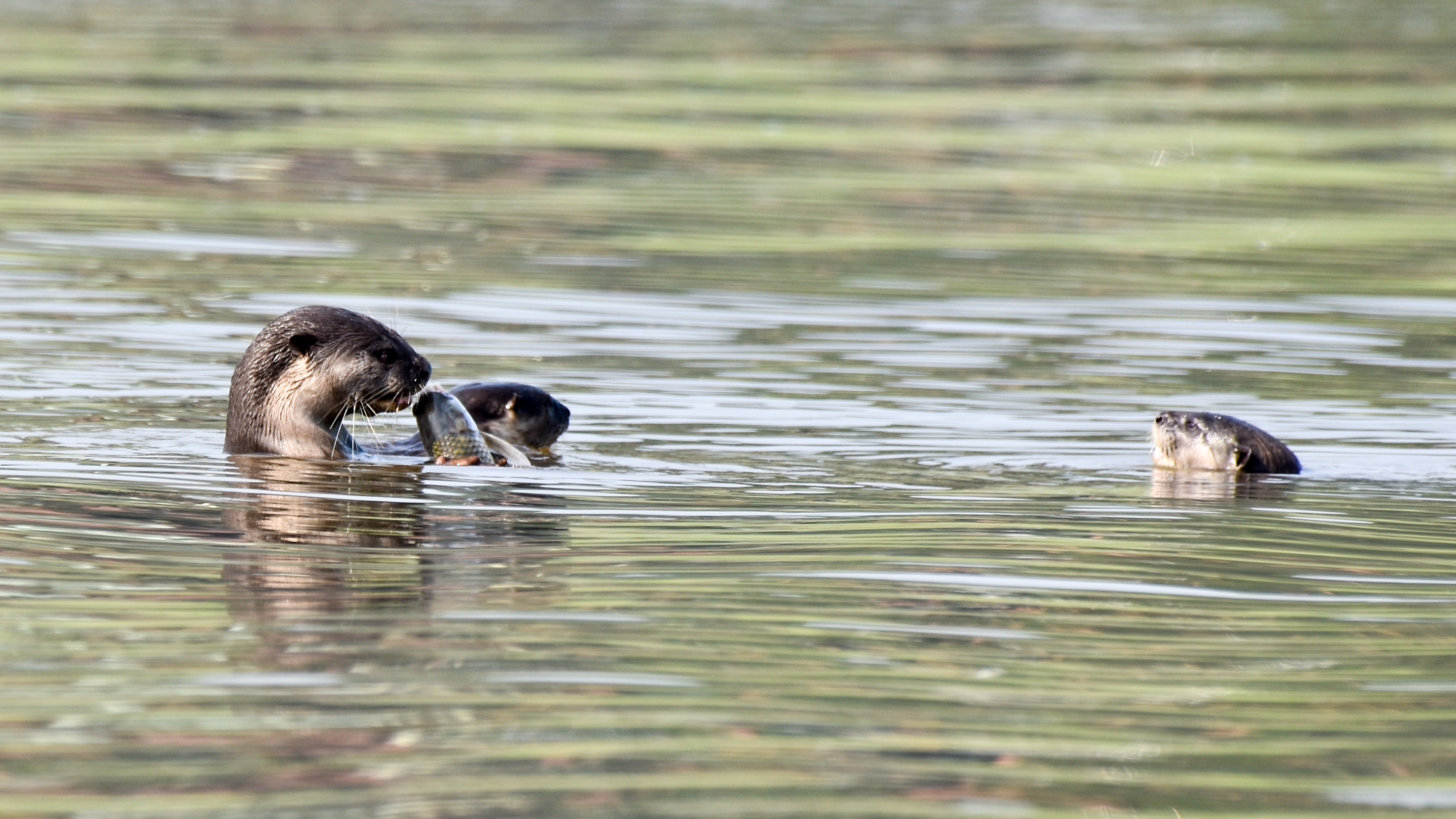 Smooth-coated Otter beside water