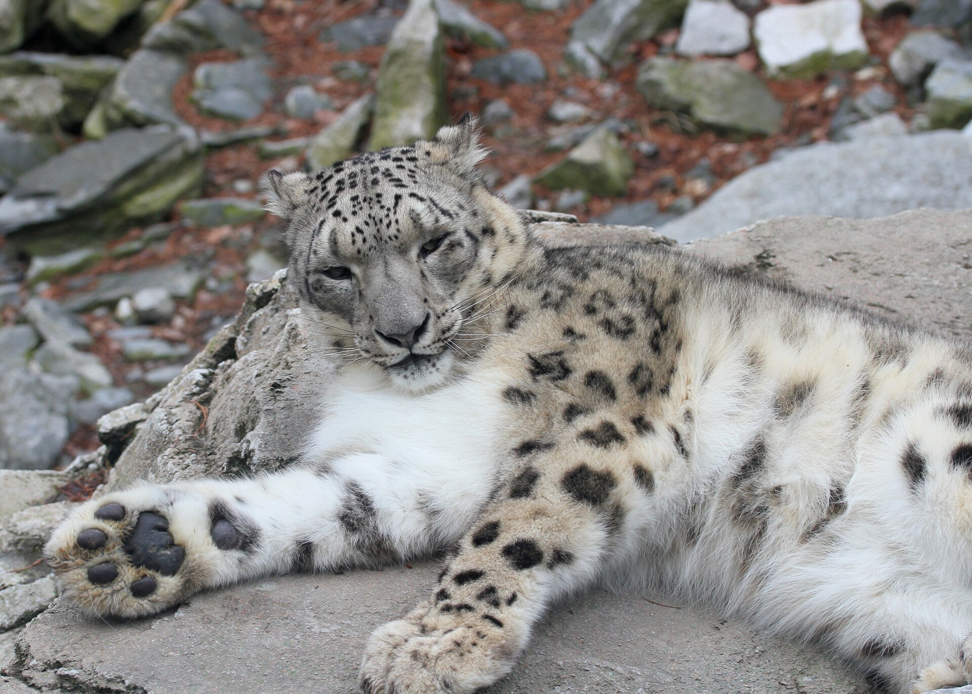 Snow Leopard, Panthera uncia