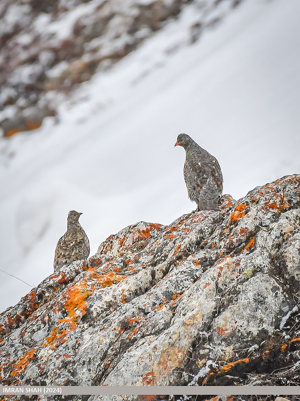 Snow Partridge standing on a high-altitude Himalayan slope