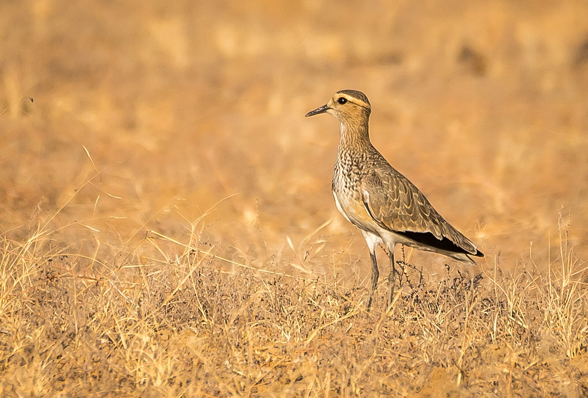 Sociable Lapwing, Vanellus gregarius