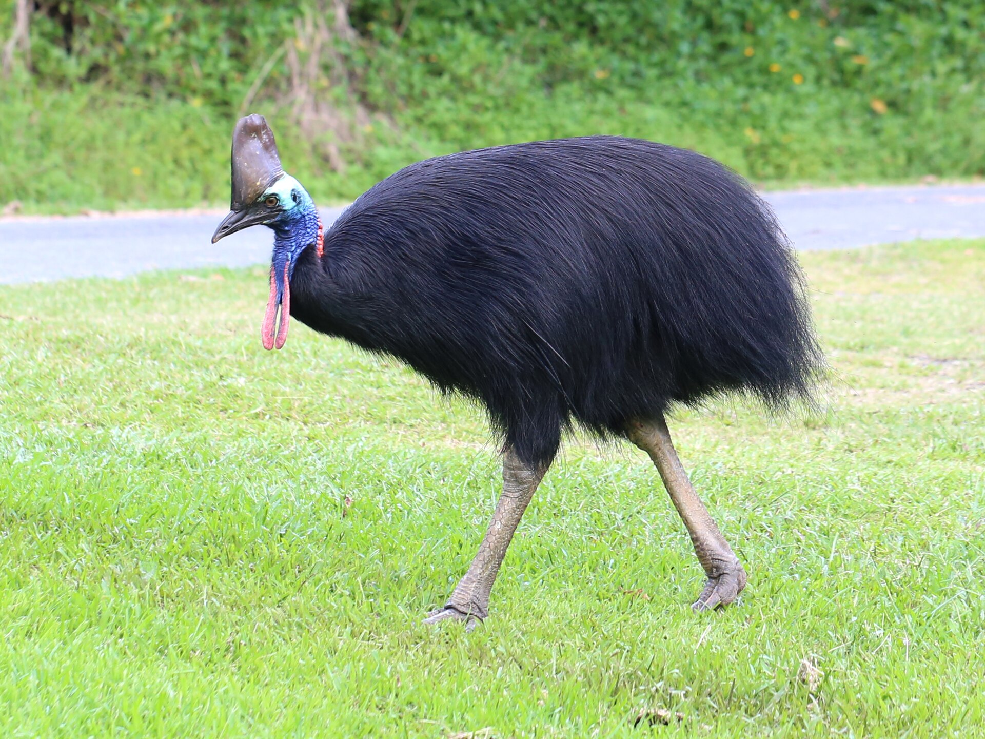 Southern Cassowary showing its casque, blue neck and red wattles