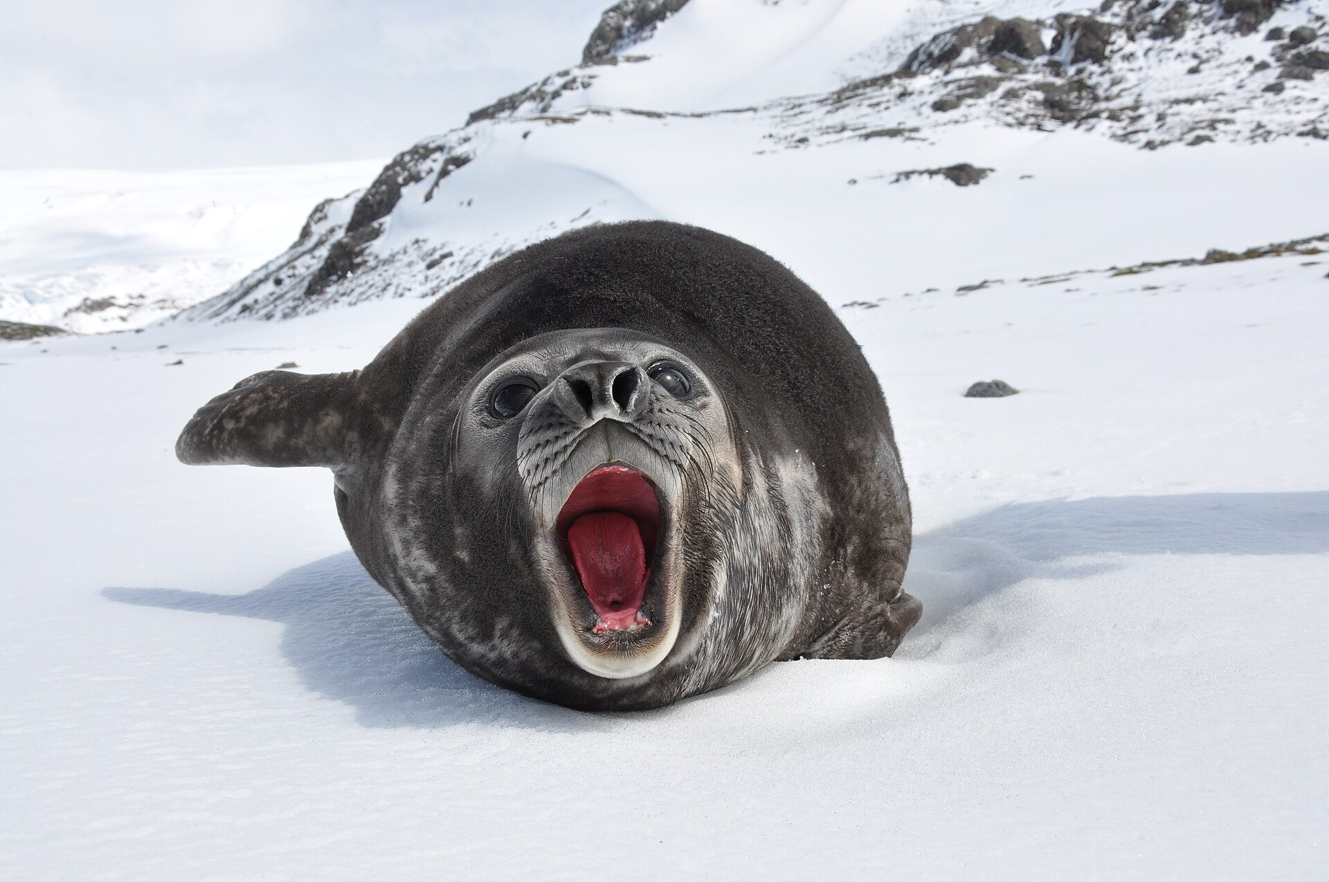 Southern Elephant Seal, Mirounga leonina, resting in South Georgia