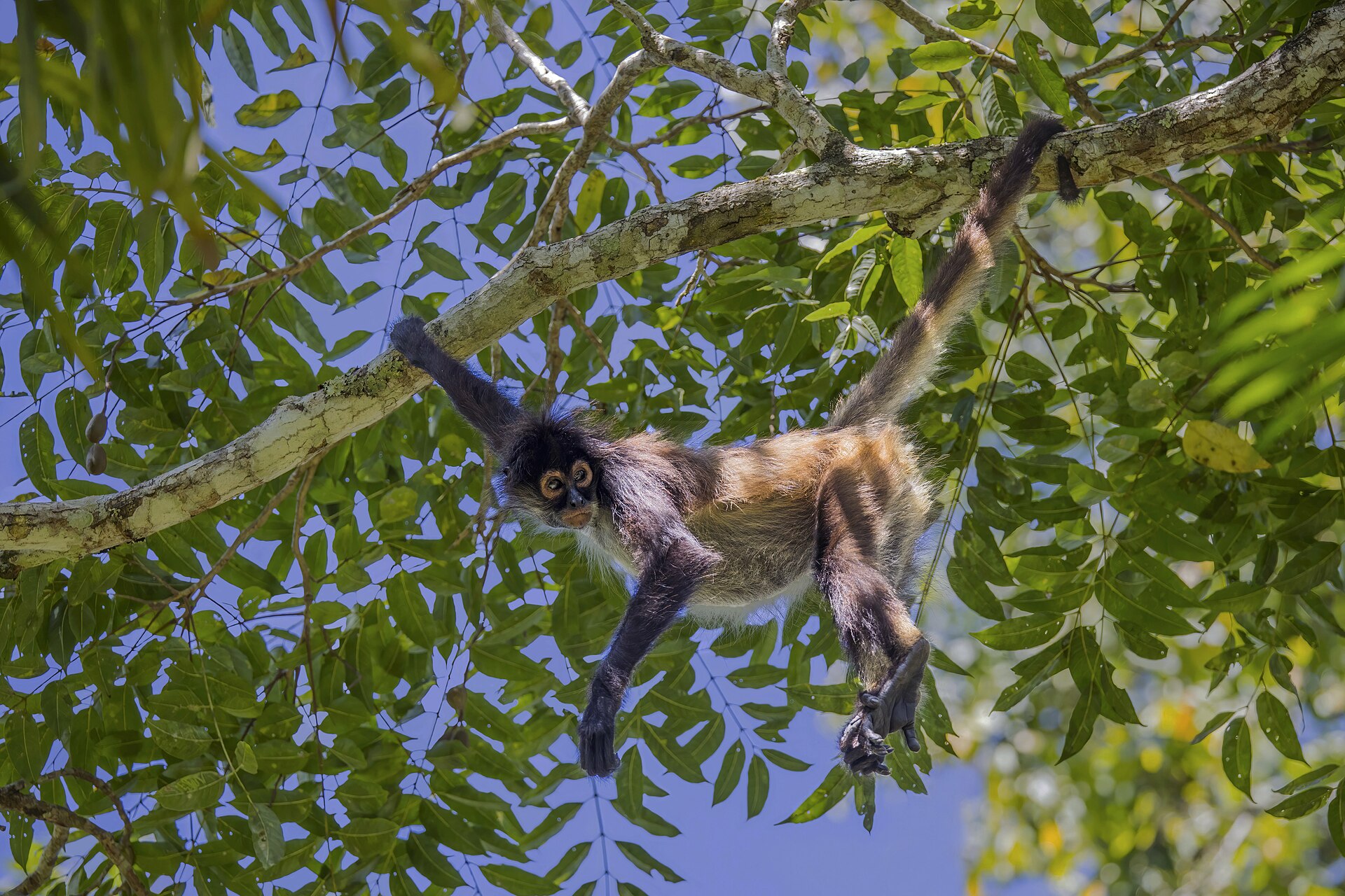Geoffroy's Spider Monkey in forest habitat