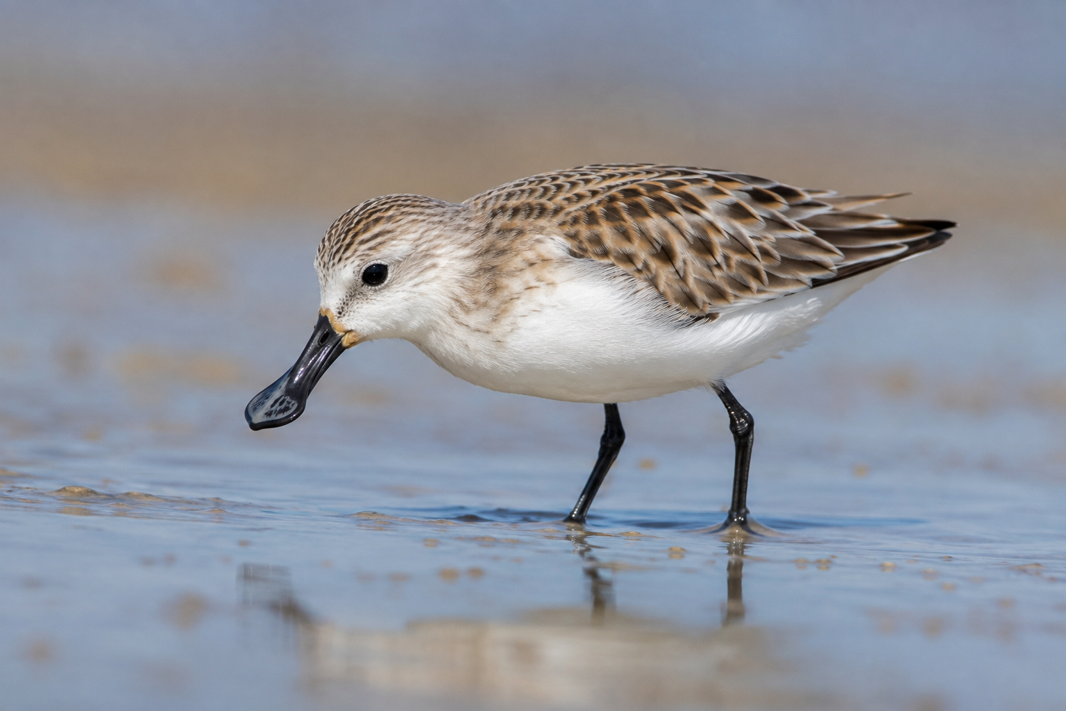 AI-generated Spoon-billed Sandpiper, Calidris pygmaea