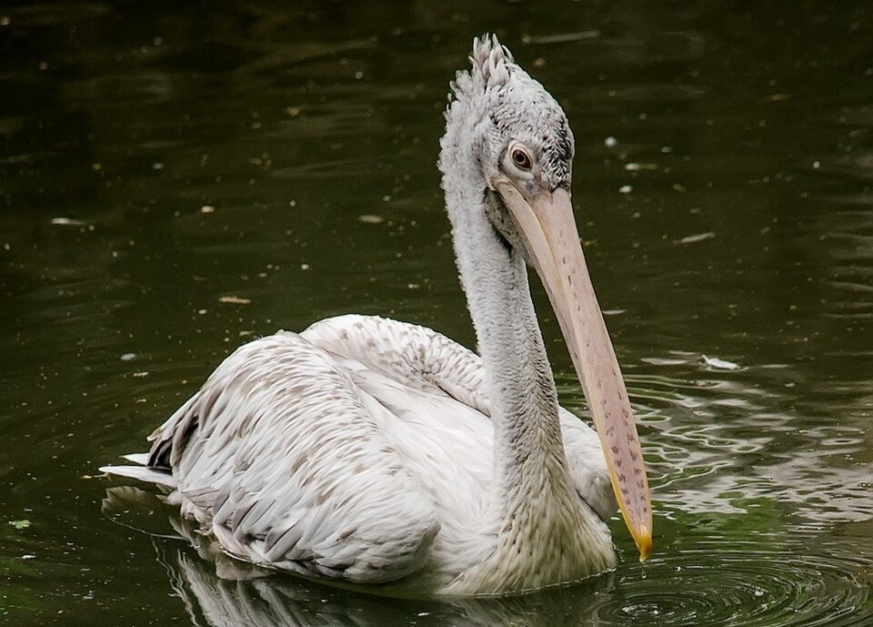 Spot-billed Pelican showing its large bill and characteristic spotted upper mandible