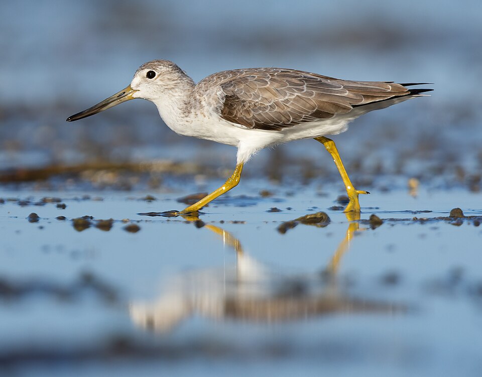 Nordmann's Greenshank, Tringa guttifer
