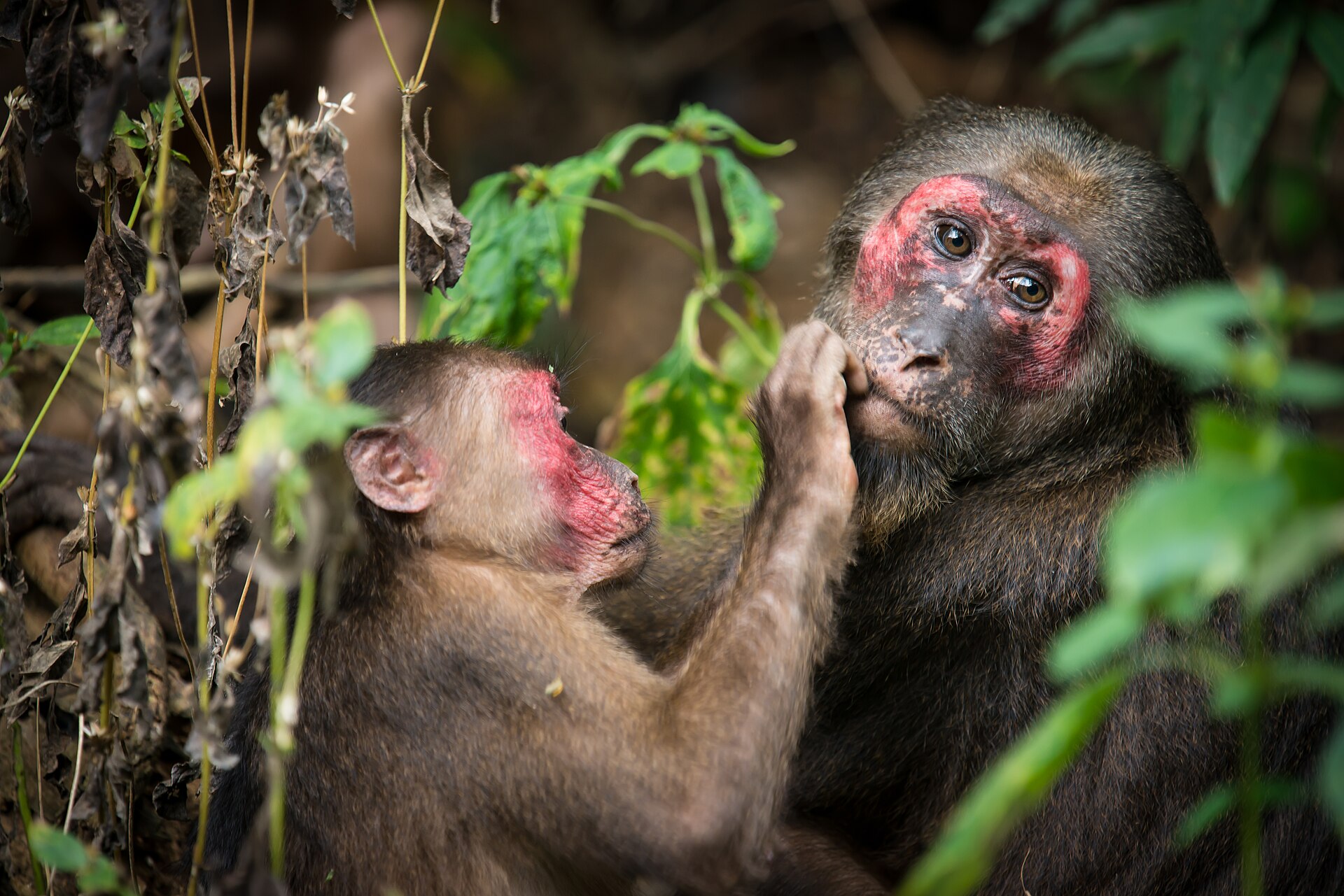 Stump-tailed Macaque, Macaca arctoides