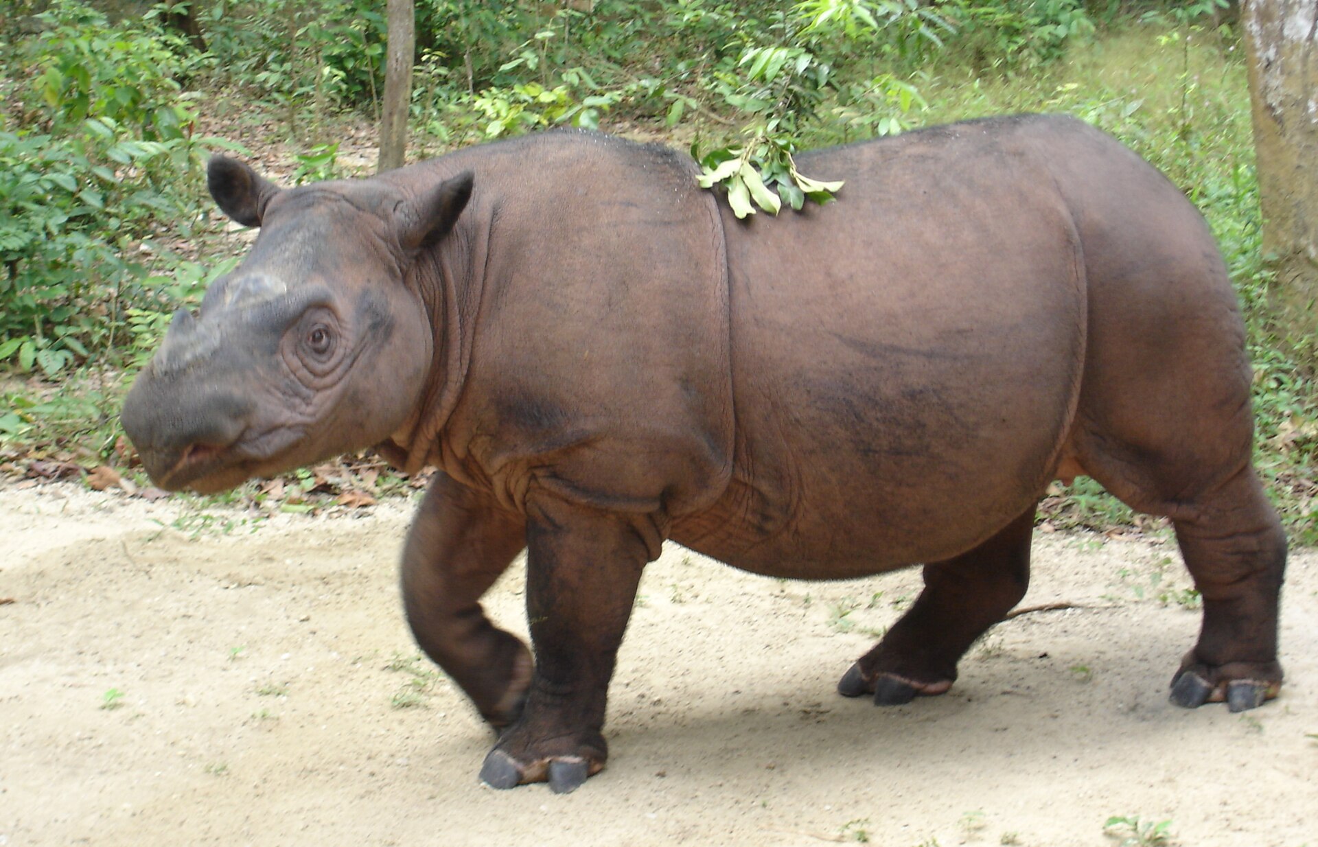 Sumatran Rhinoceros in tropical forest habitat