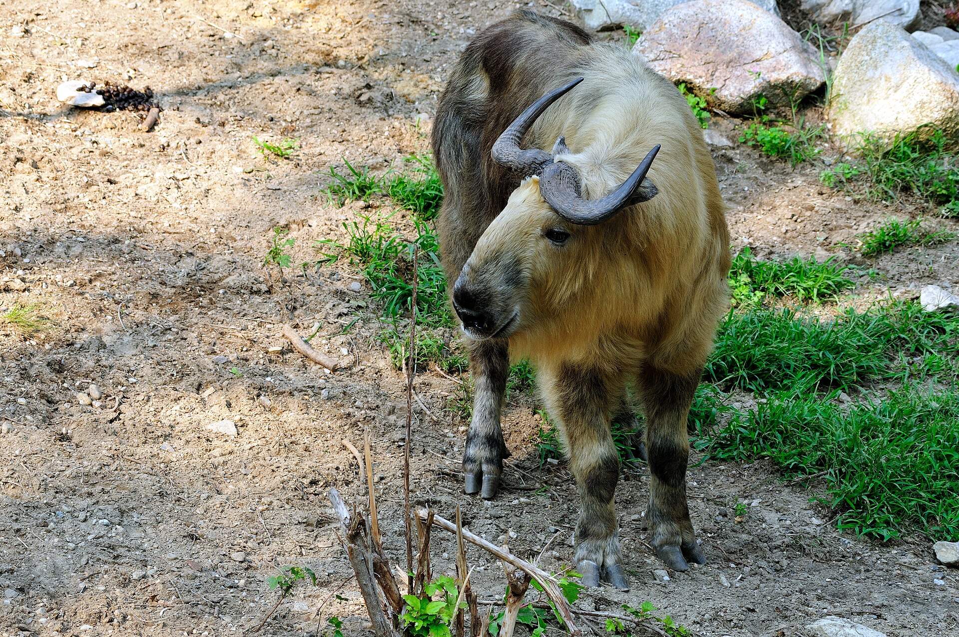 Takin, Budorcas taxicolor