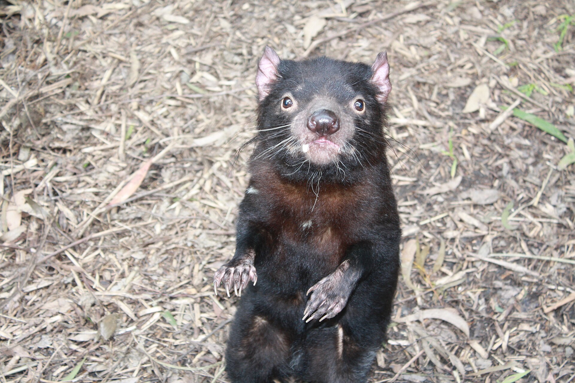 Tasmanian Devil standing in natural habitat
